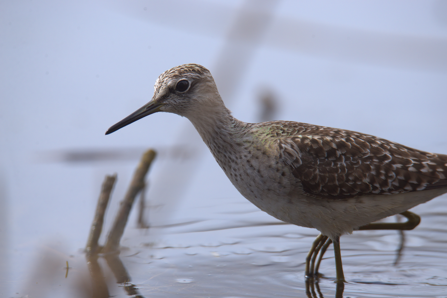 Piro piro boschereccio