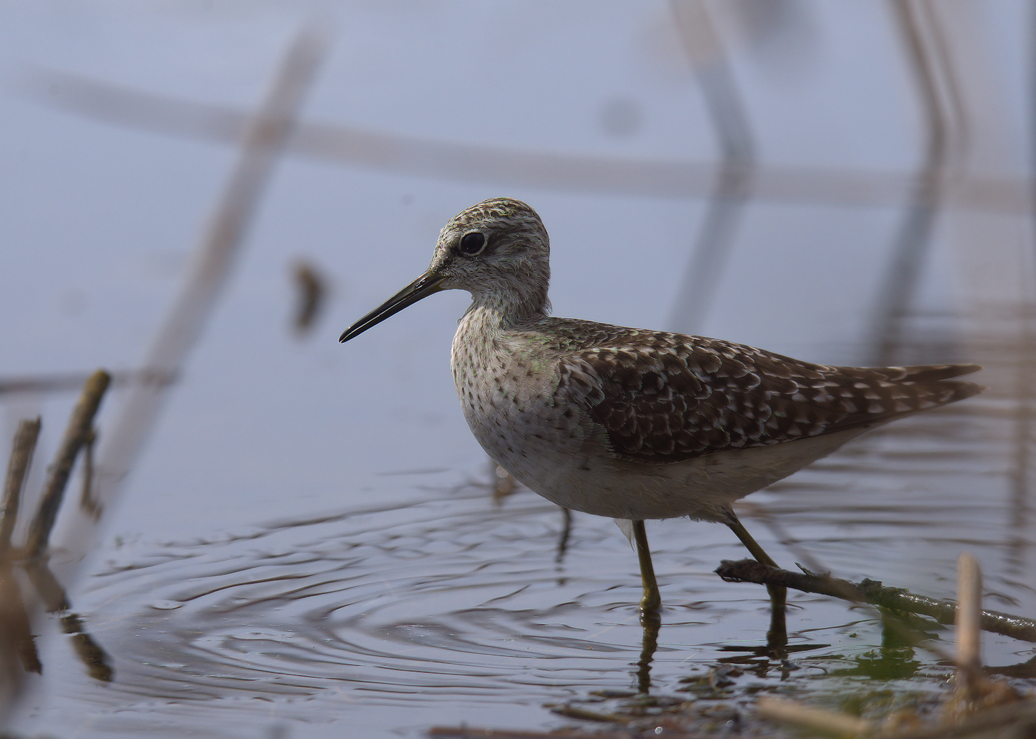 Piro piro boschereccio