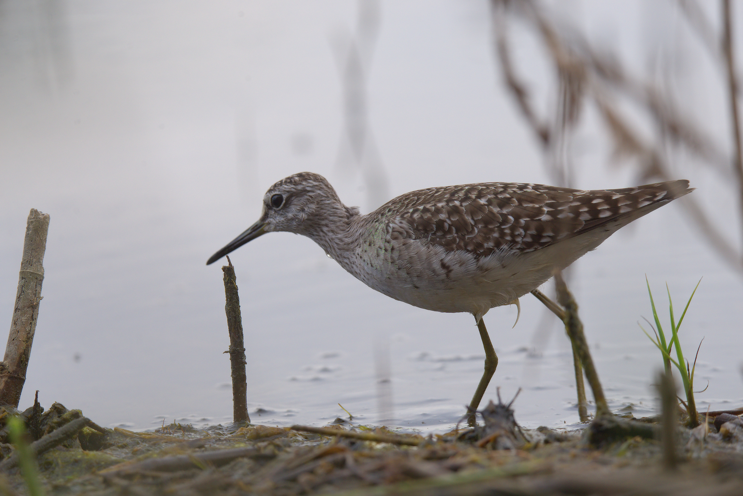 Piro piro boschereccio