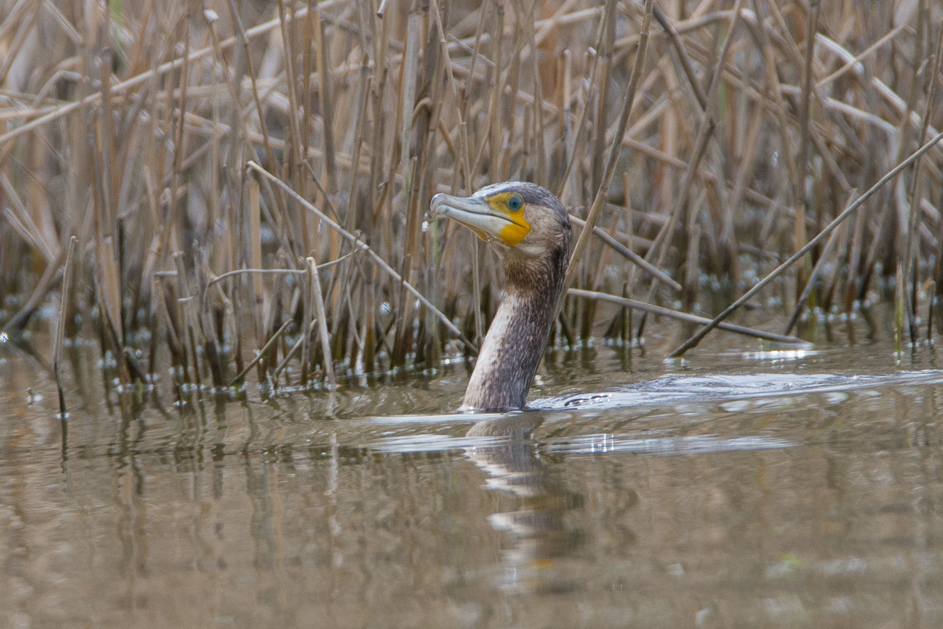 Cormorant