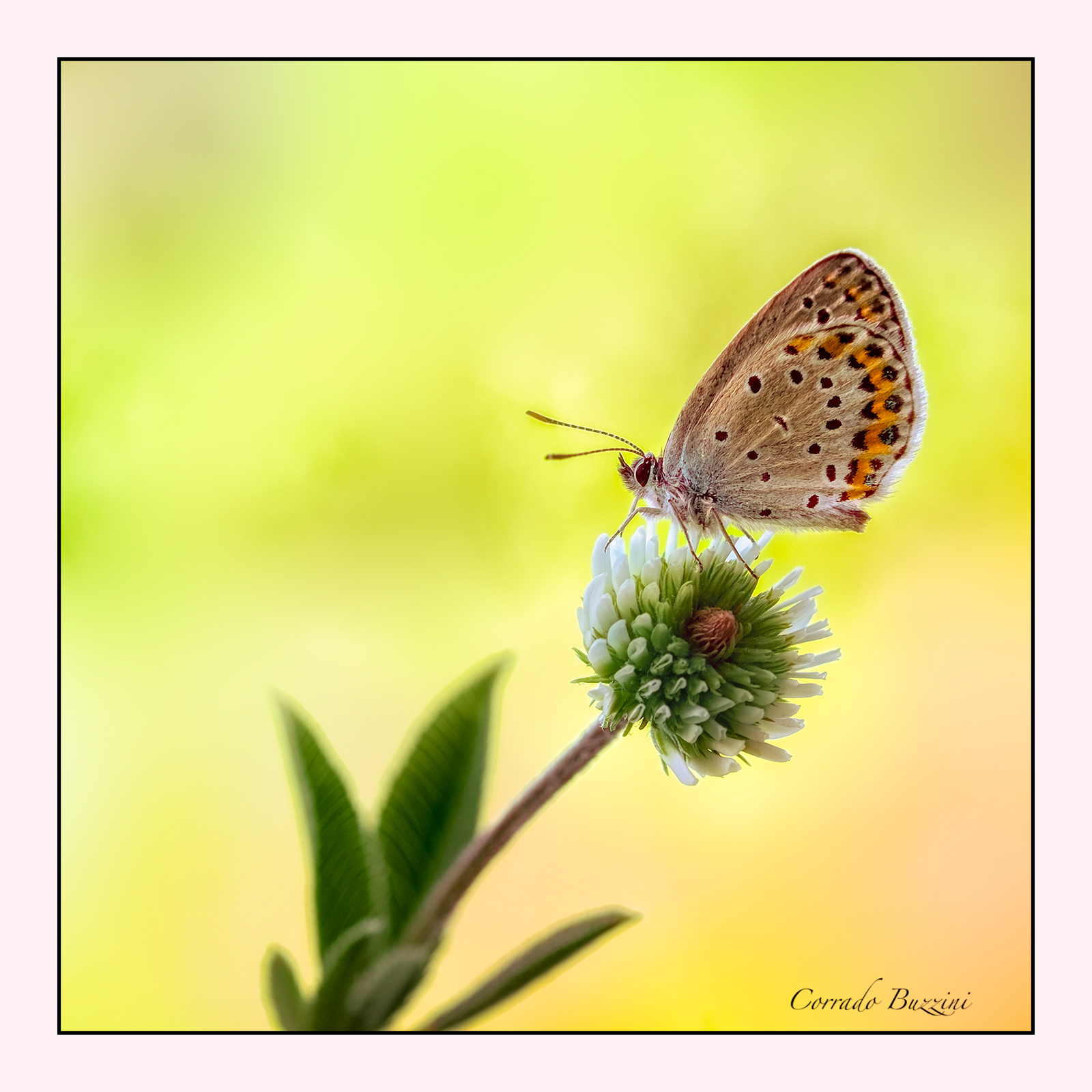 Polyommatus bellargus