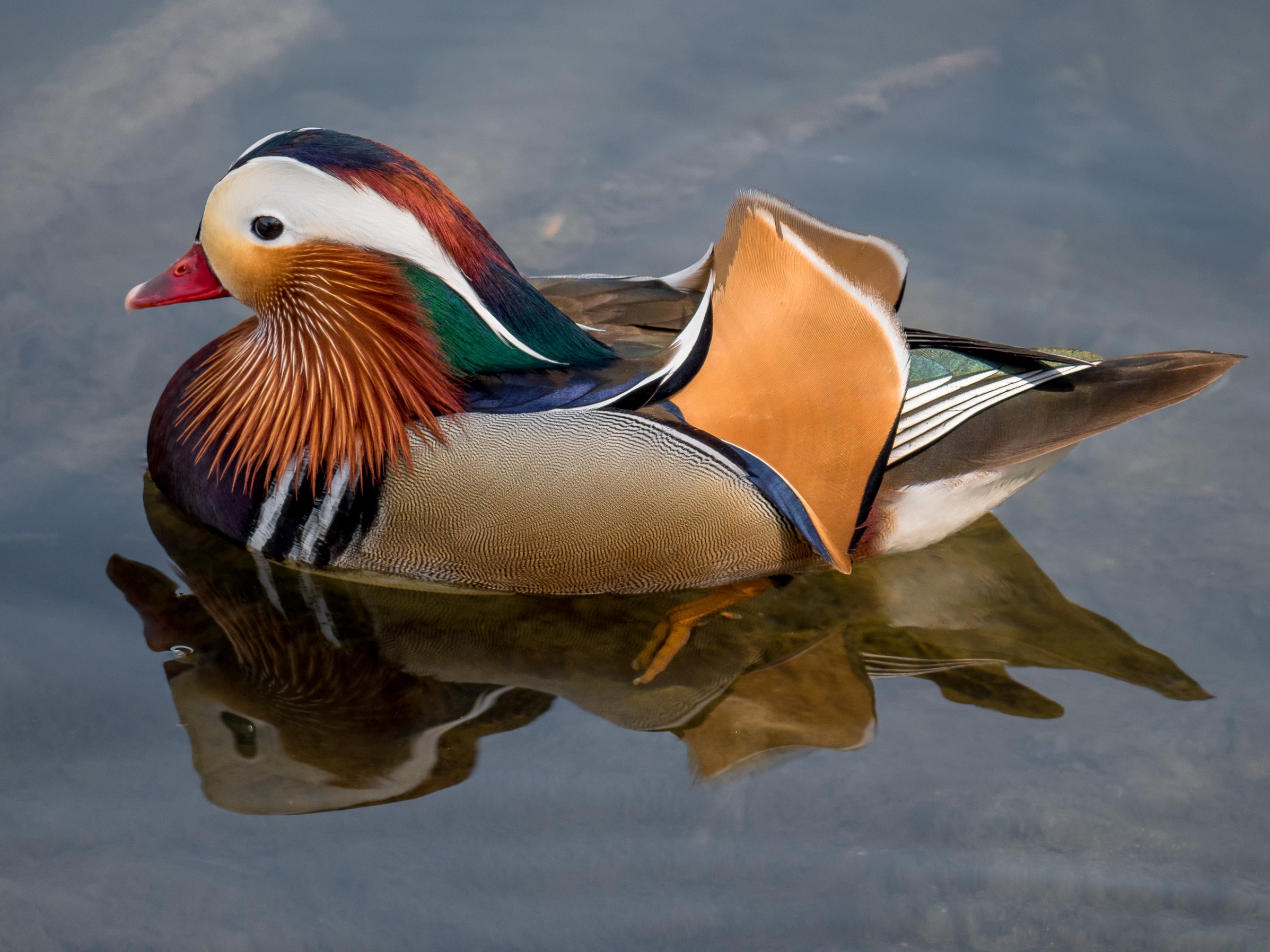 more pics please ... ... ... ...