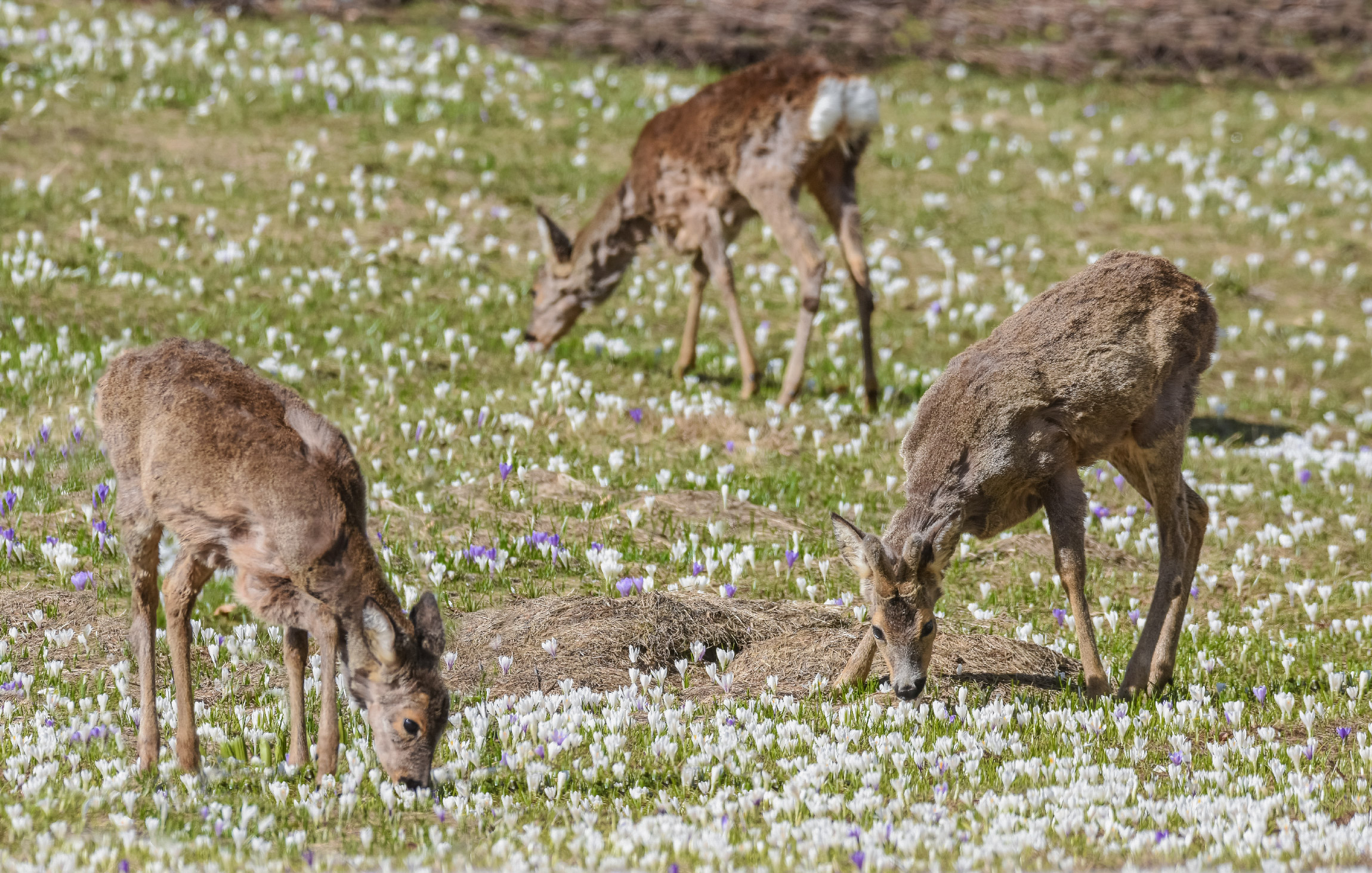 La muta del capriolo