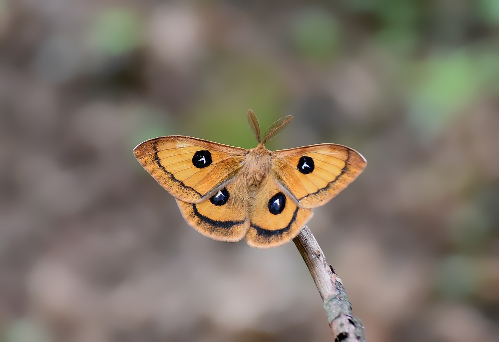 saturnia pavonia aglia tau
