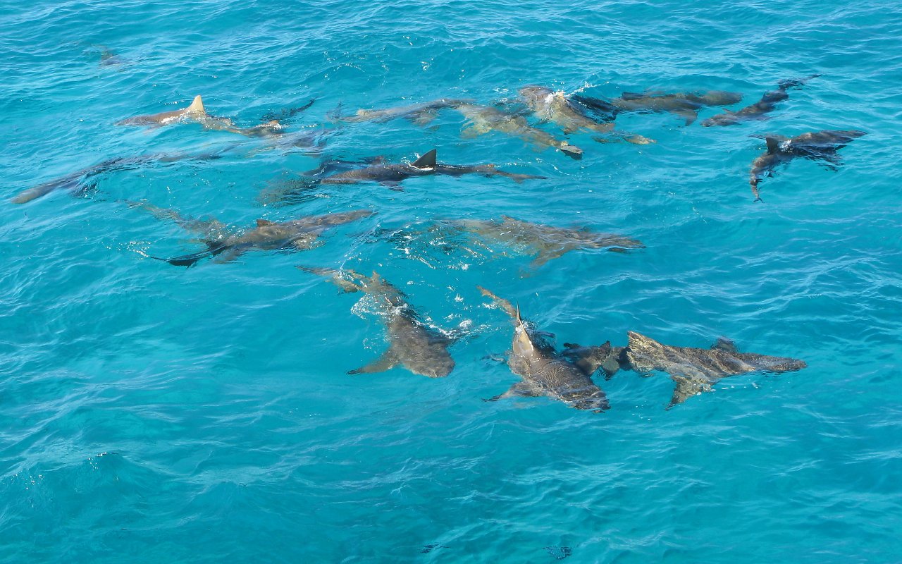 Preparativi per l'immersione 1