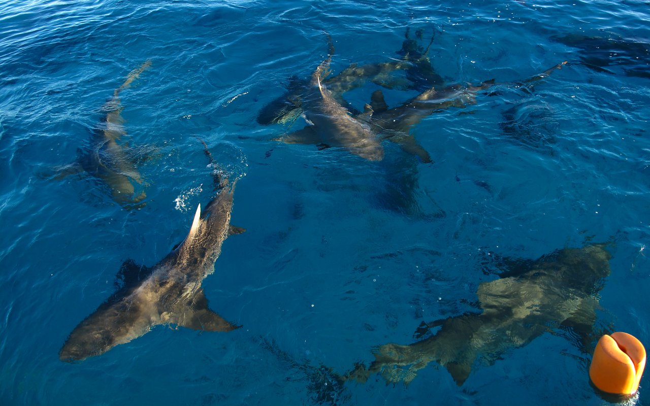 Preparativi per l'immersione 3