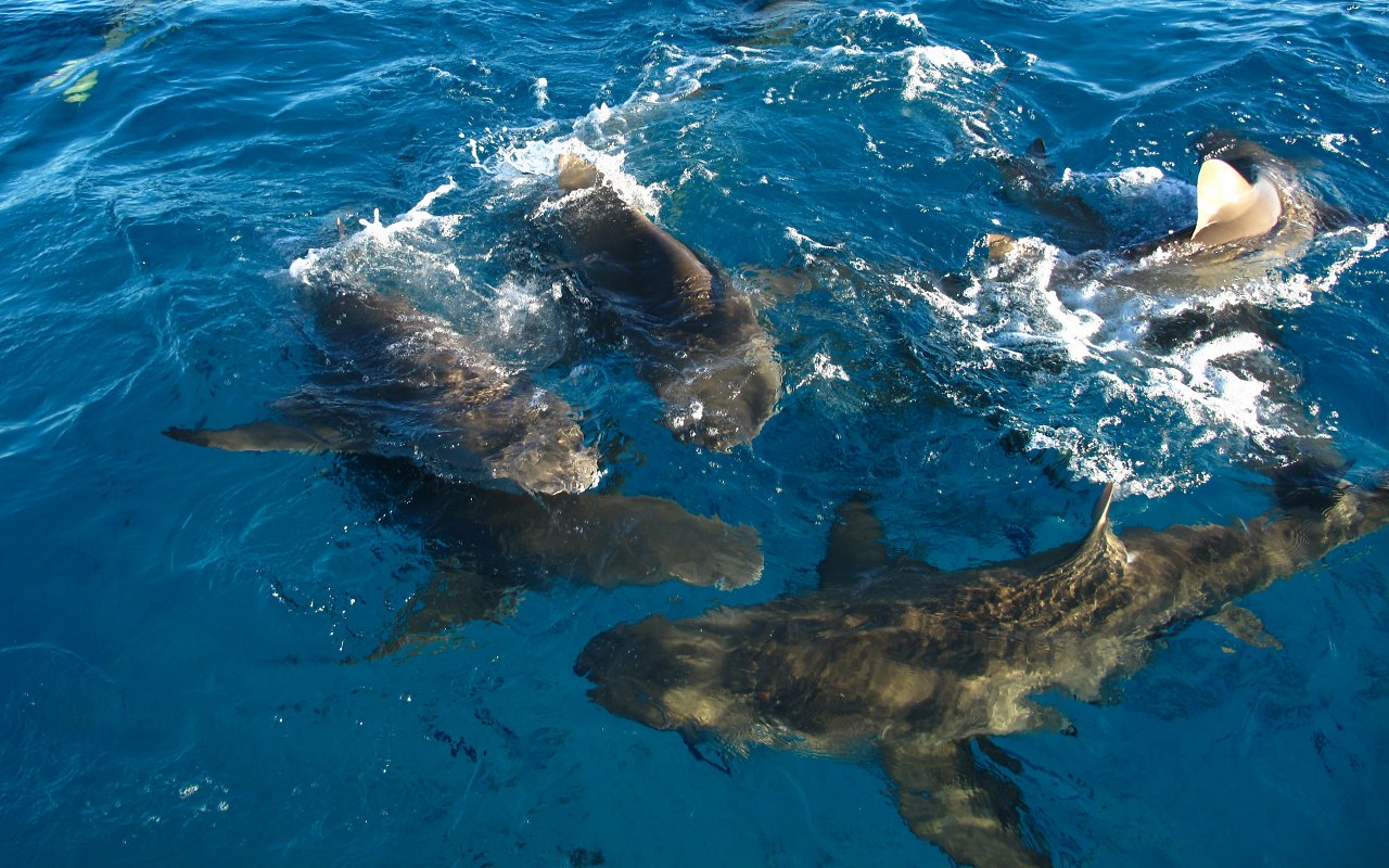 Preparativi per l'immersione 4