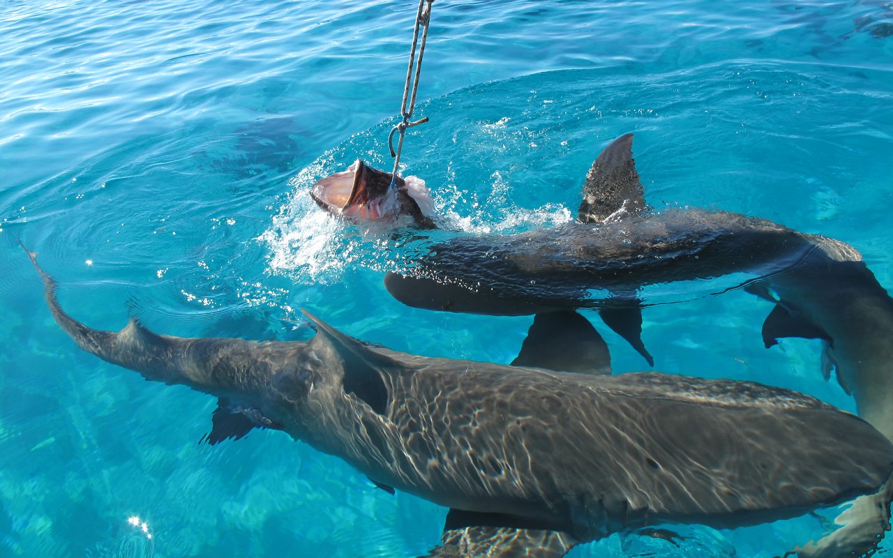 Preparativi per l'immersione 5