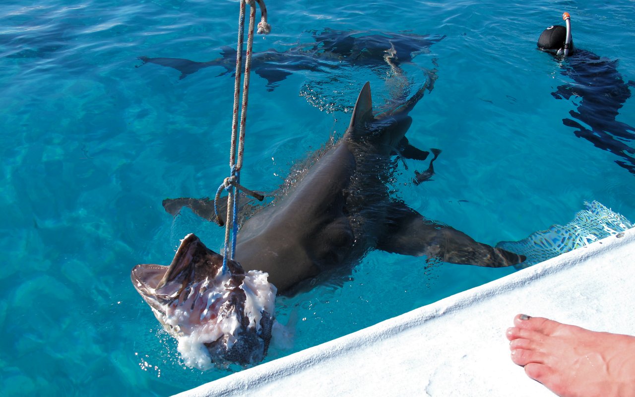 Preparativi per l'immersione 6