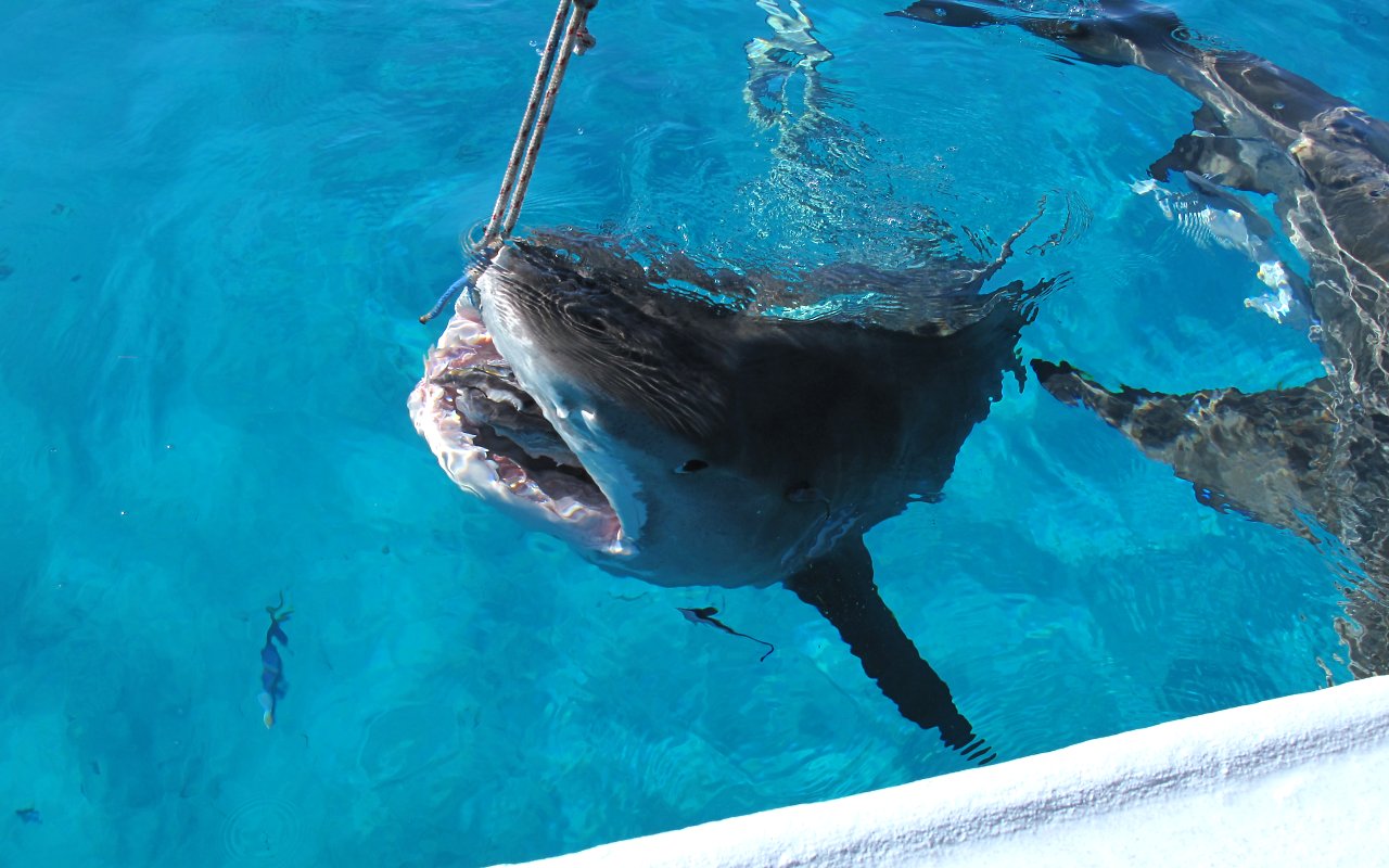 Preparativi per l'immersione 7