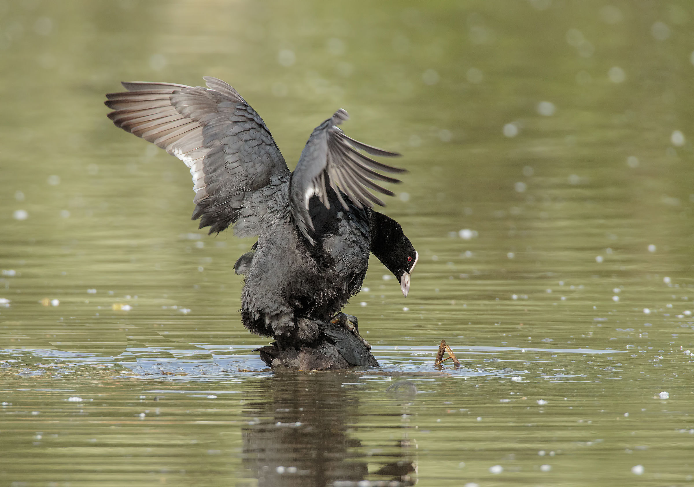 La stagione degli amori