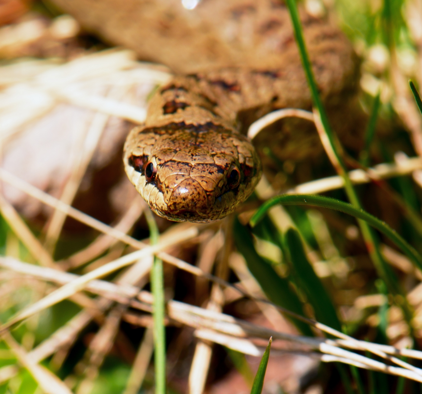 Coronella austriaca 2