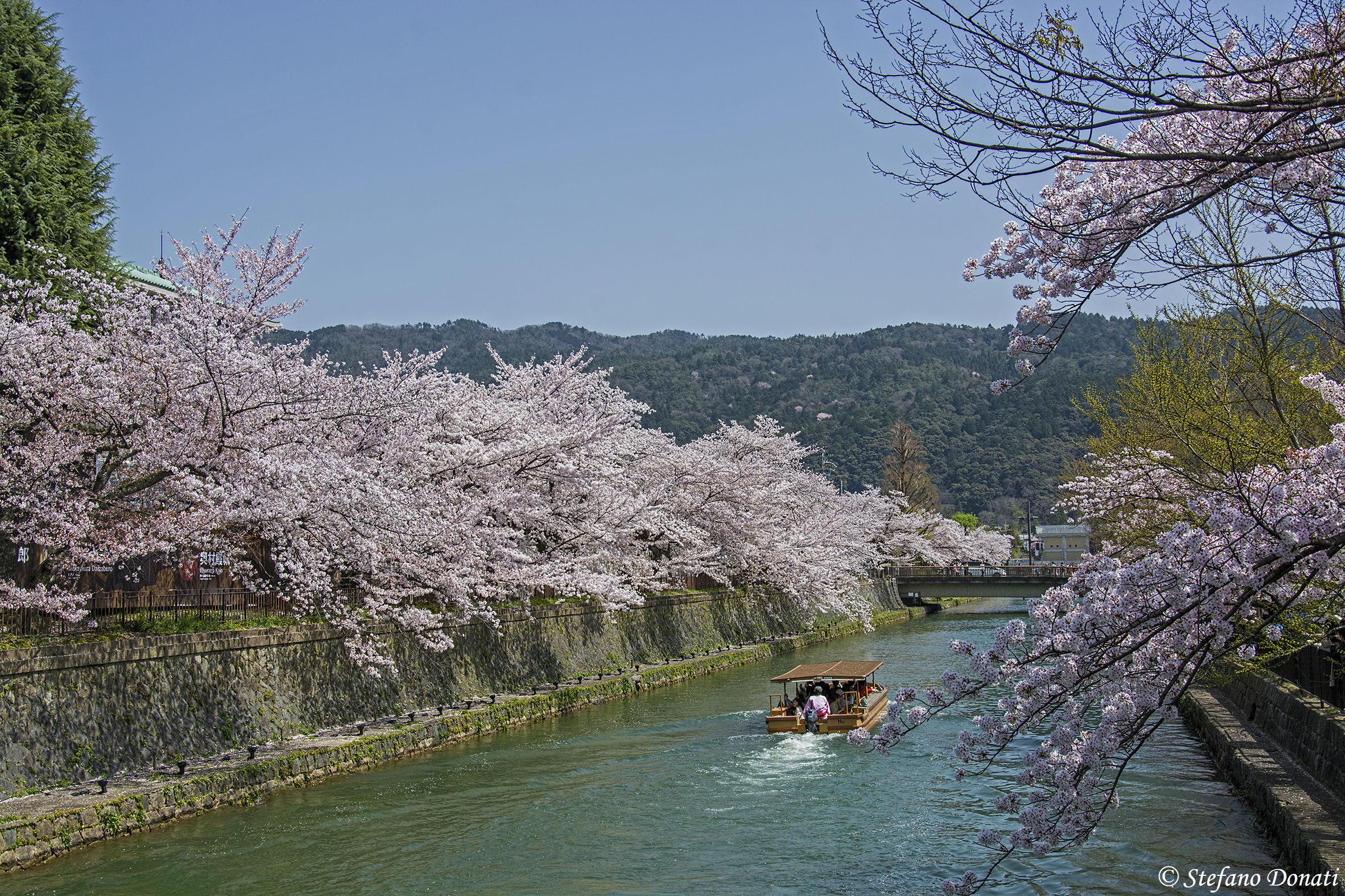 Kyoto, Sakura Hanami