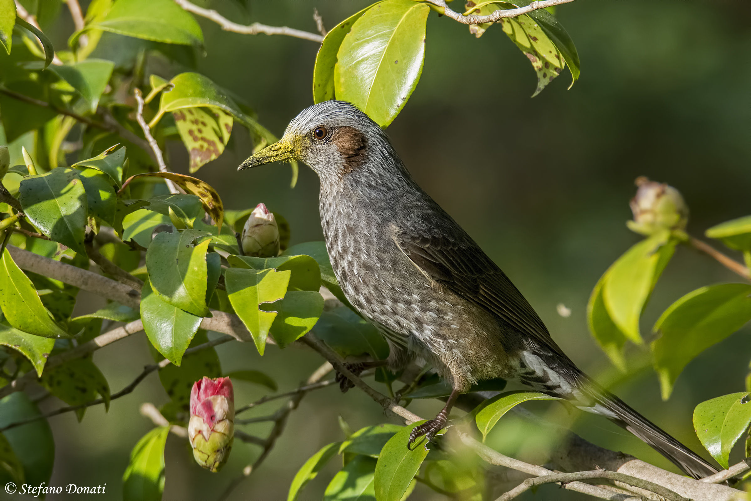 Orecchiecastane Bulbul