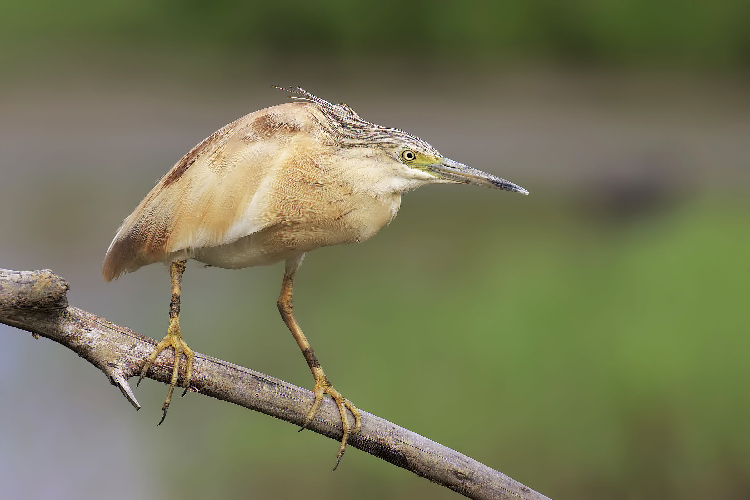 Squacco heron