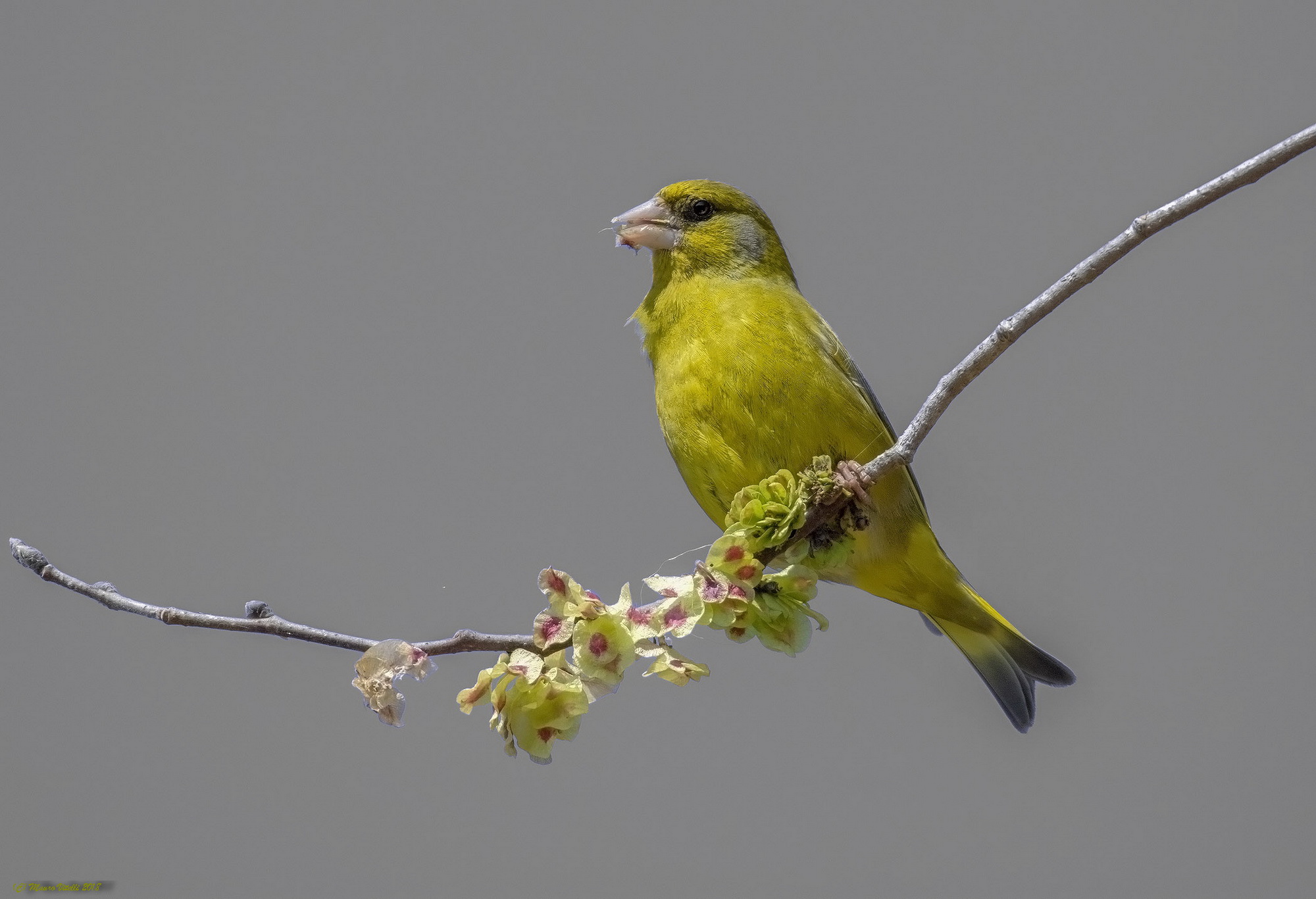 Male Greenfinch
