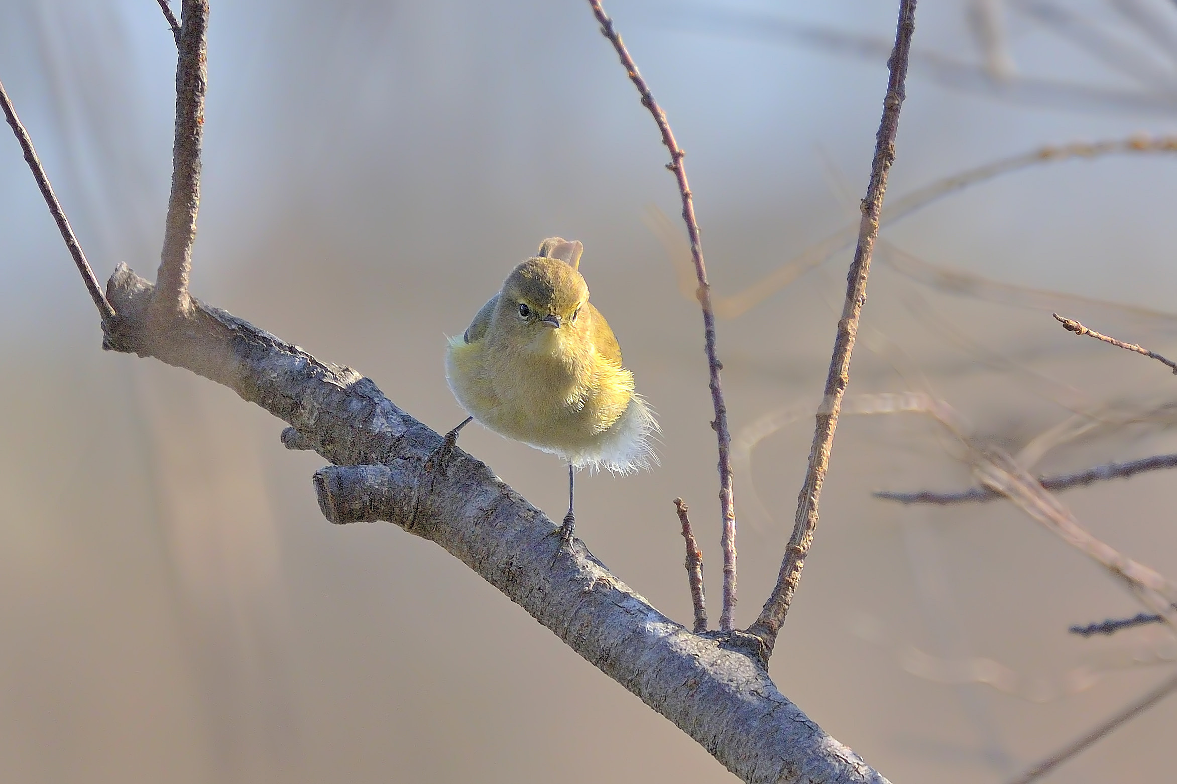 luì piccolo pronto all'attacco!