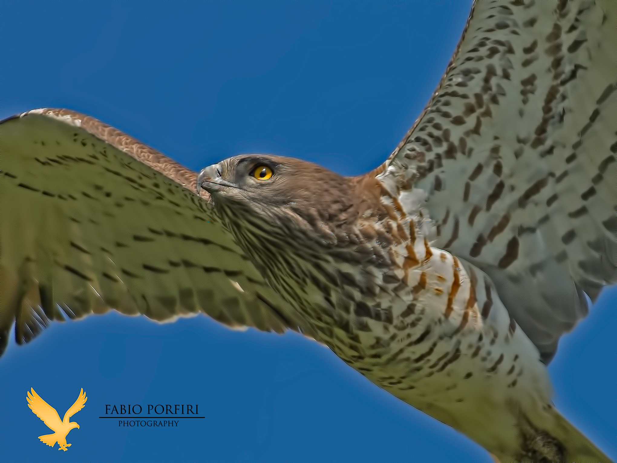 Short-toed eagle