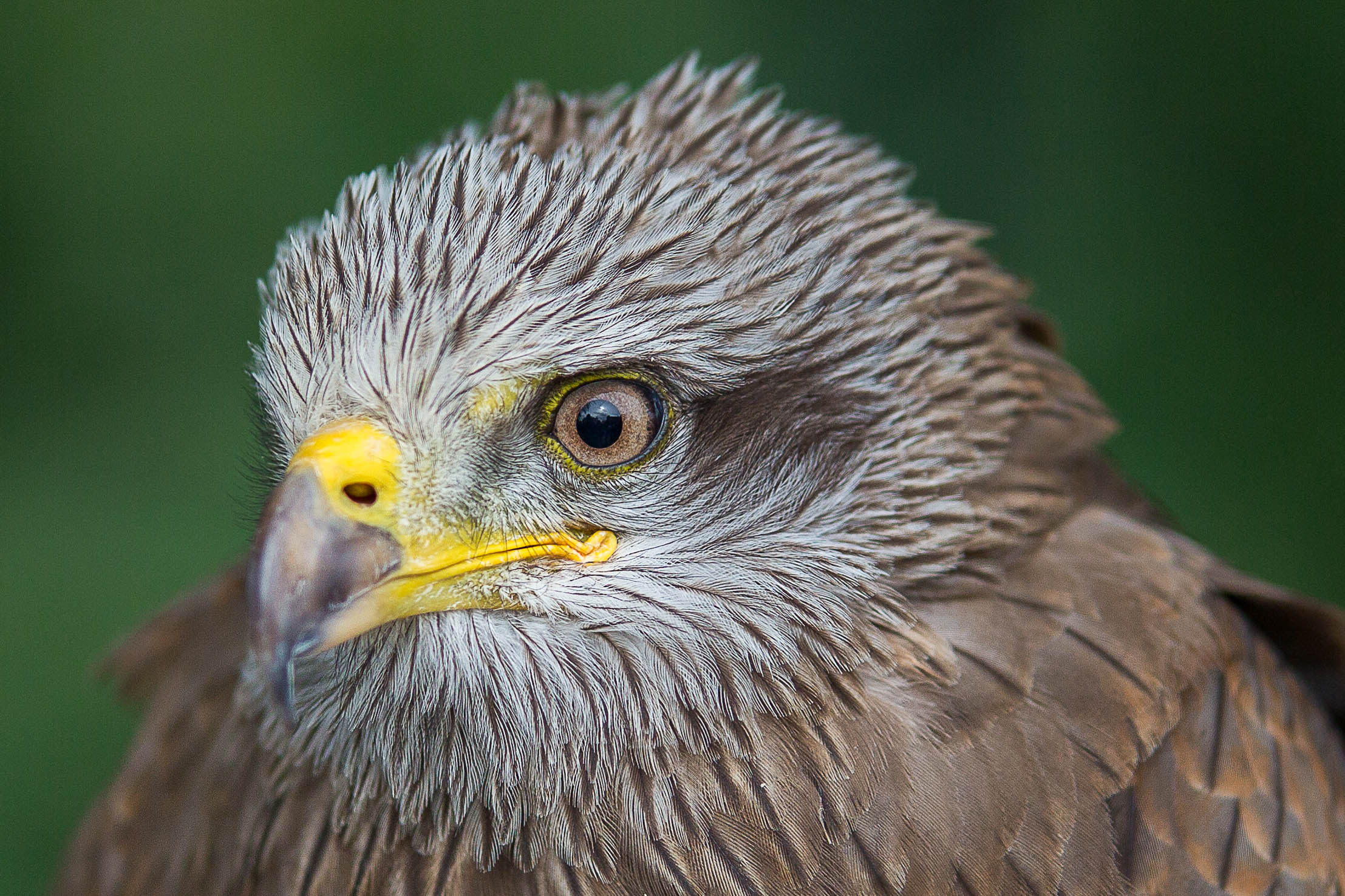 Black kite