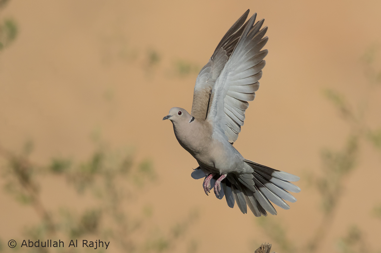 Eurasian Collared Dove