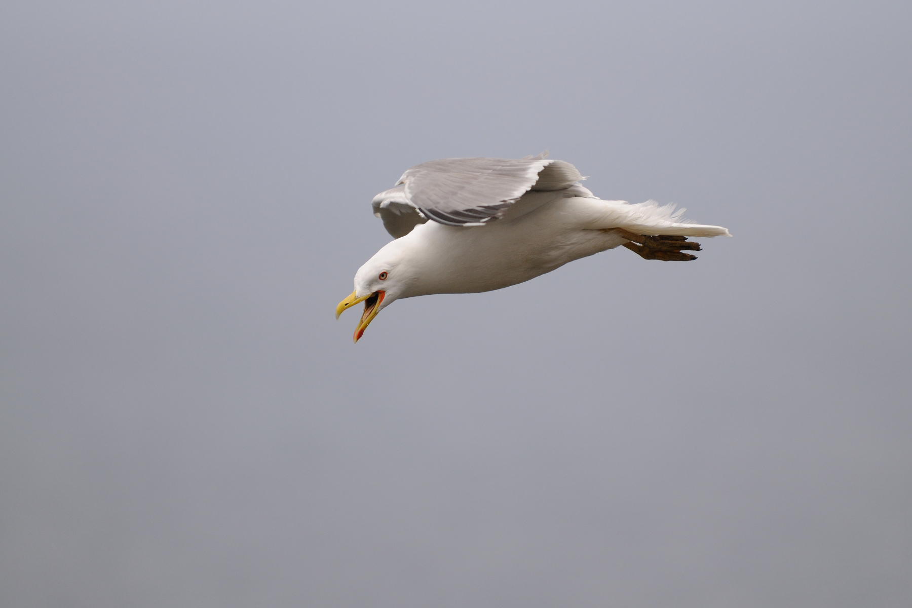 Herring Gull Mediterranean