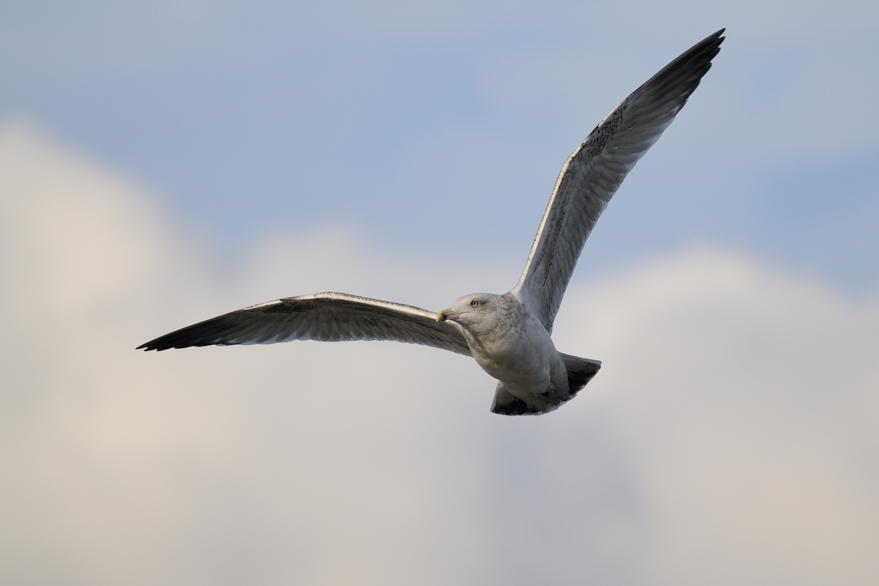 Herring Gull