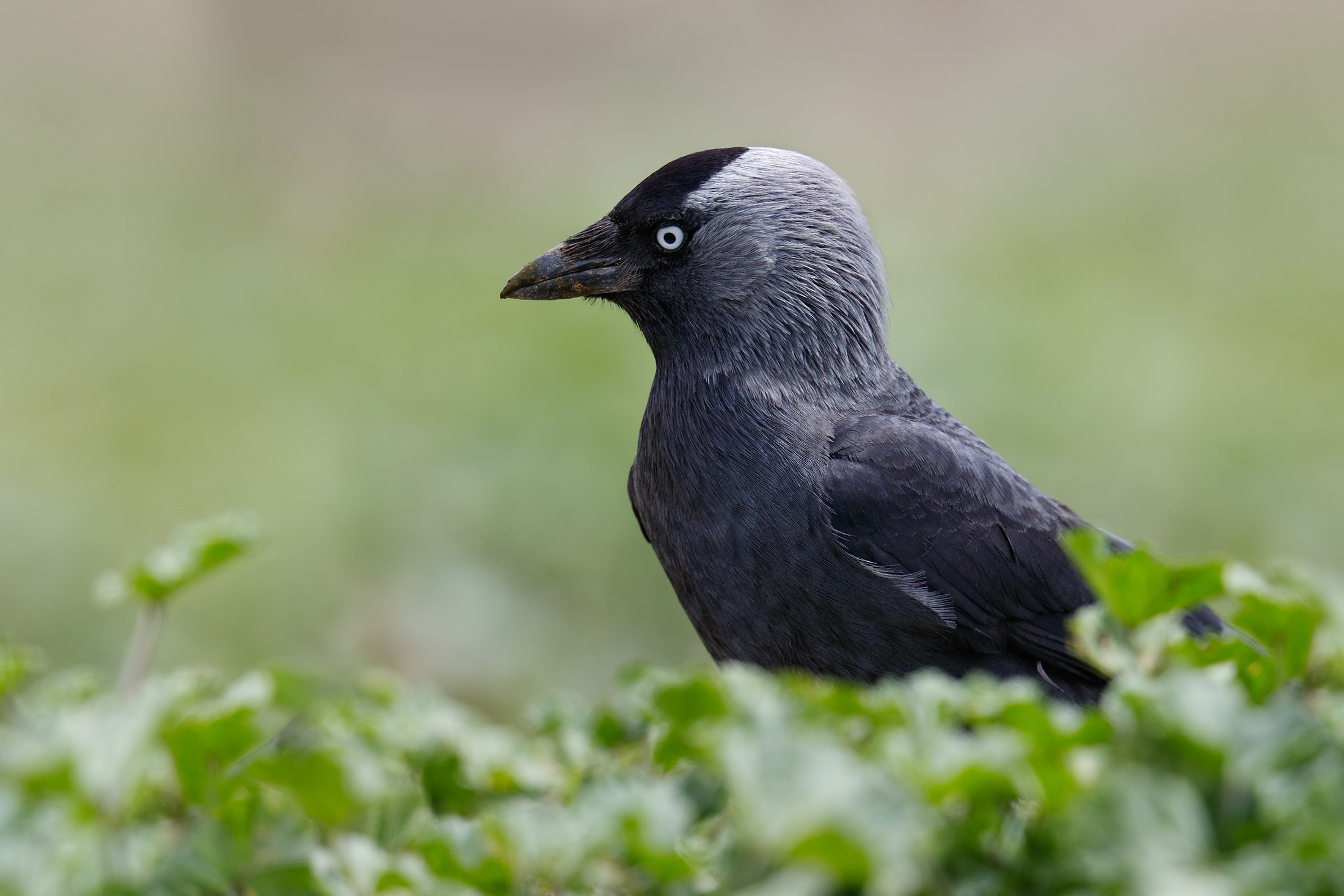 In cerca di cibo in mezzo alla malva - Taccola
