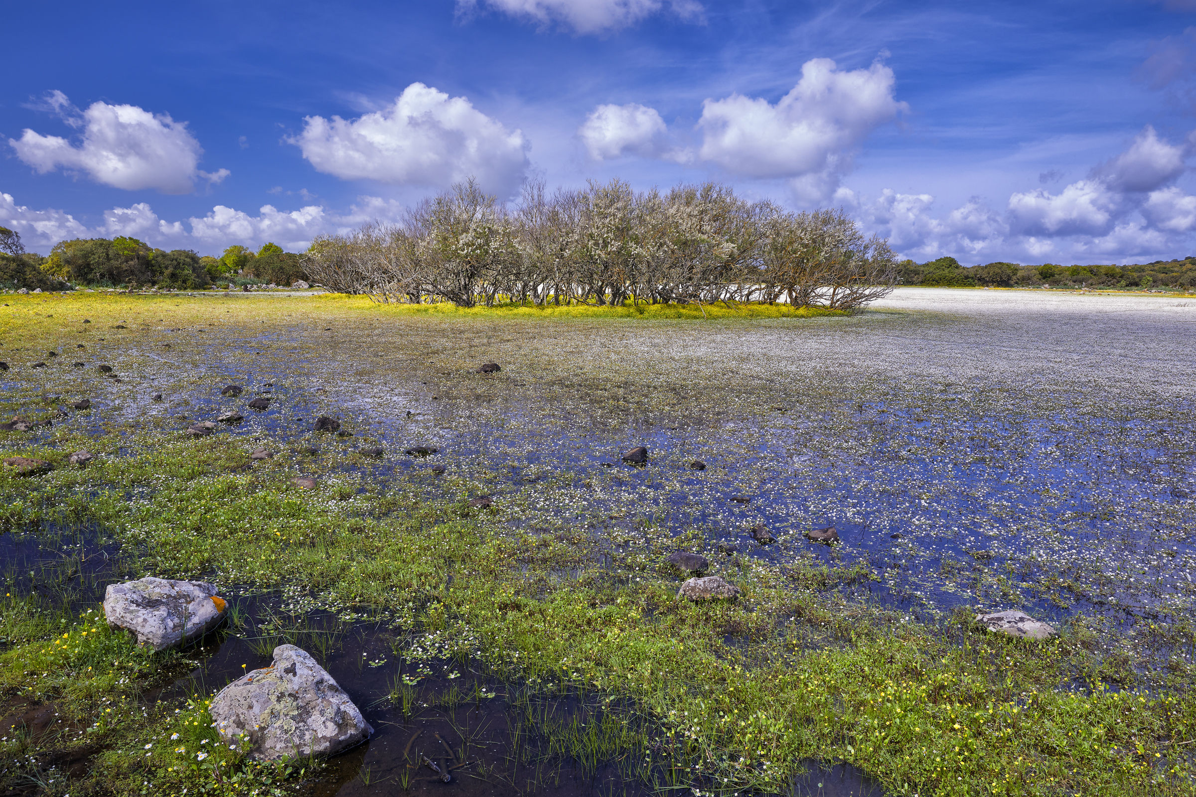 The Pauli of the Giara di Gesturi