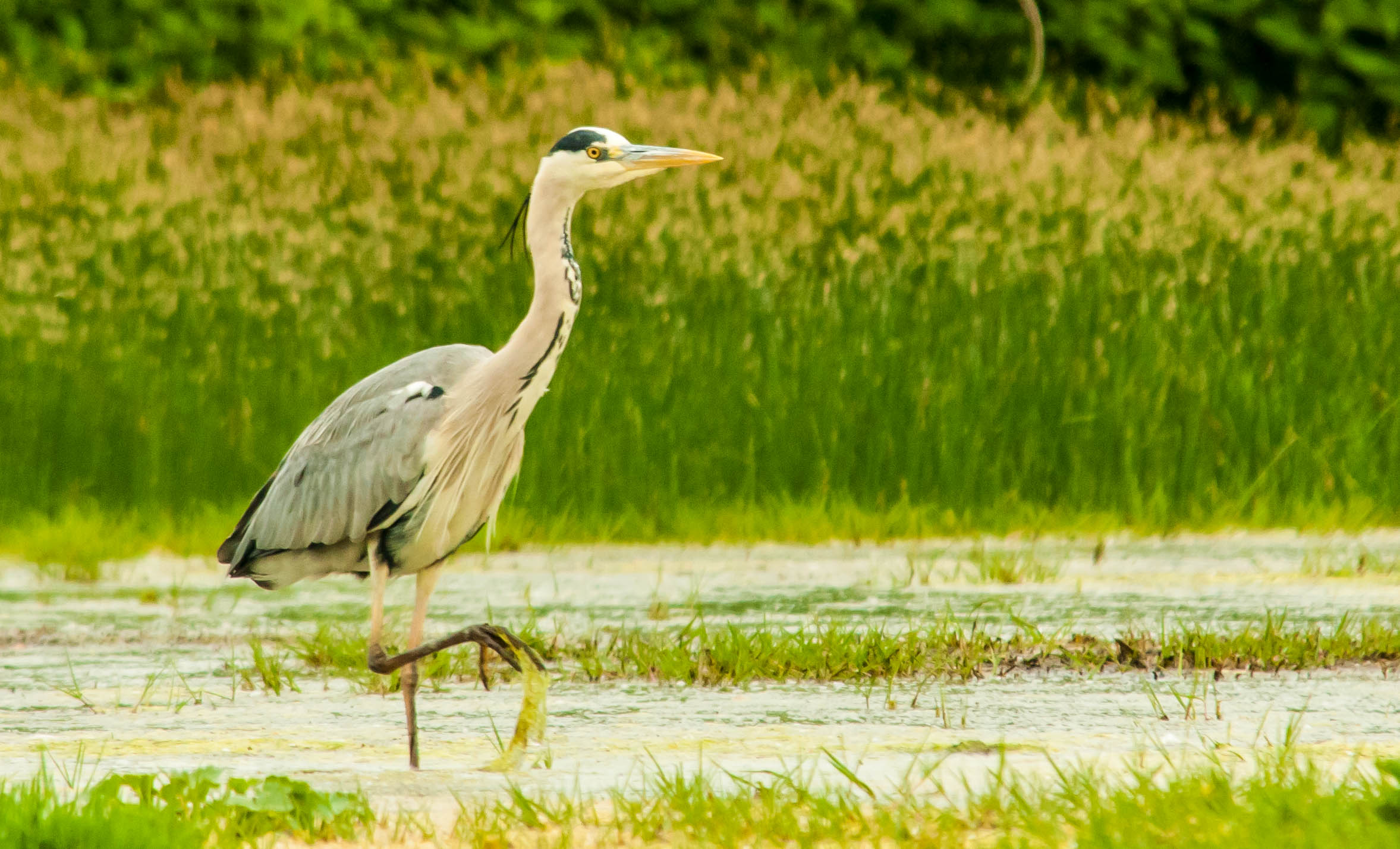 Cenerino in abito nunziale