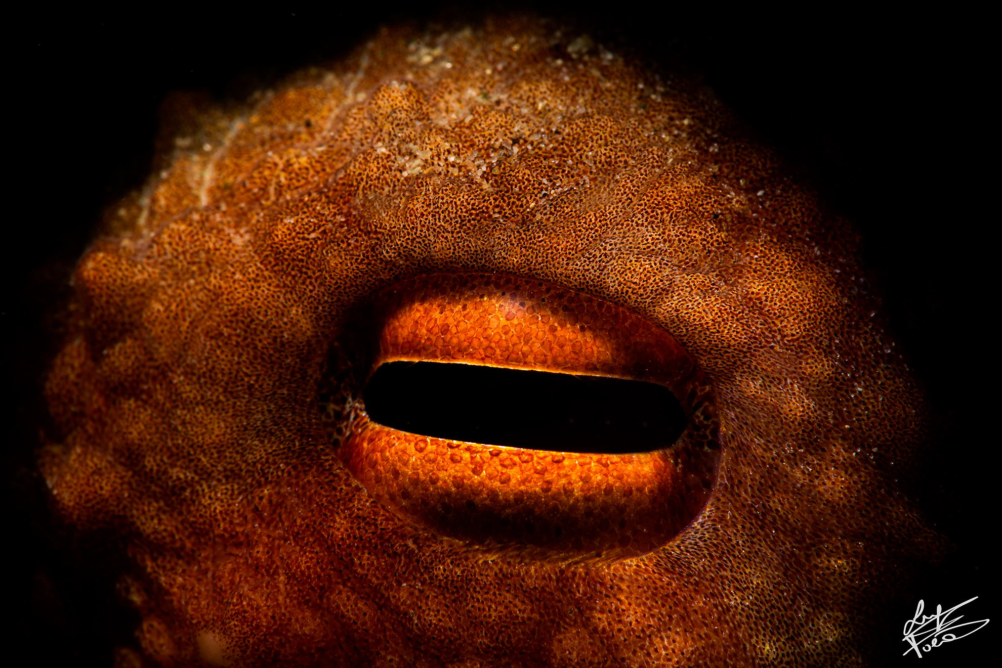 Occhio polpo...no crop