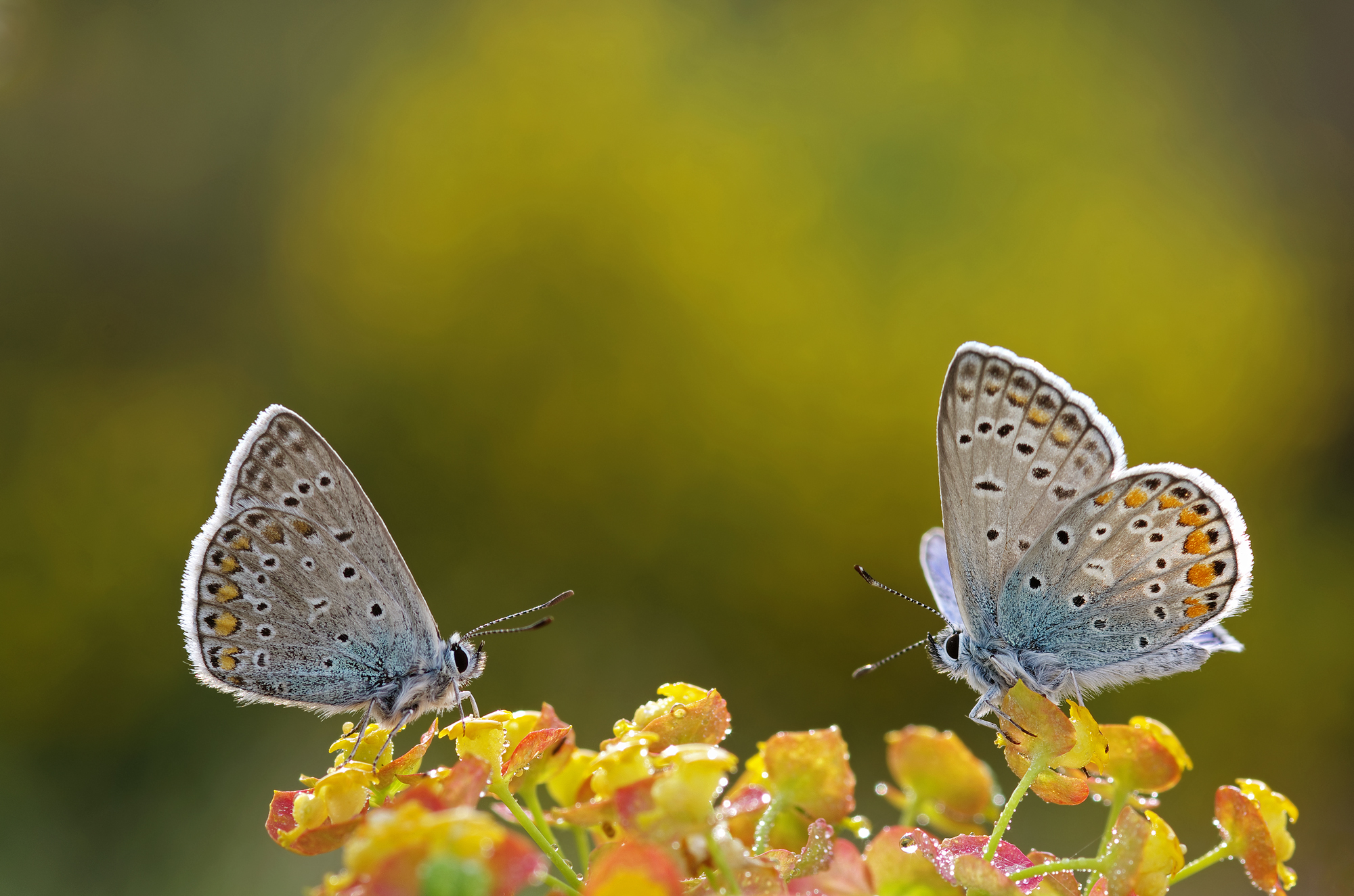 Polyommatus Icarus