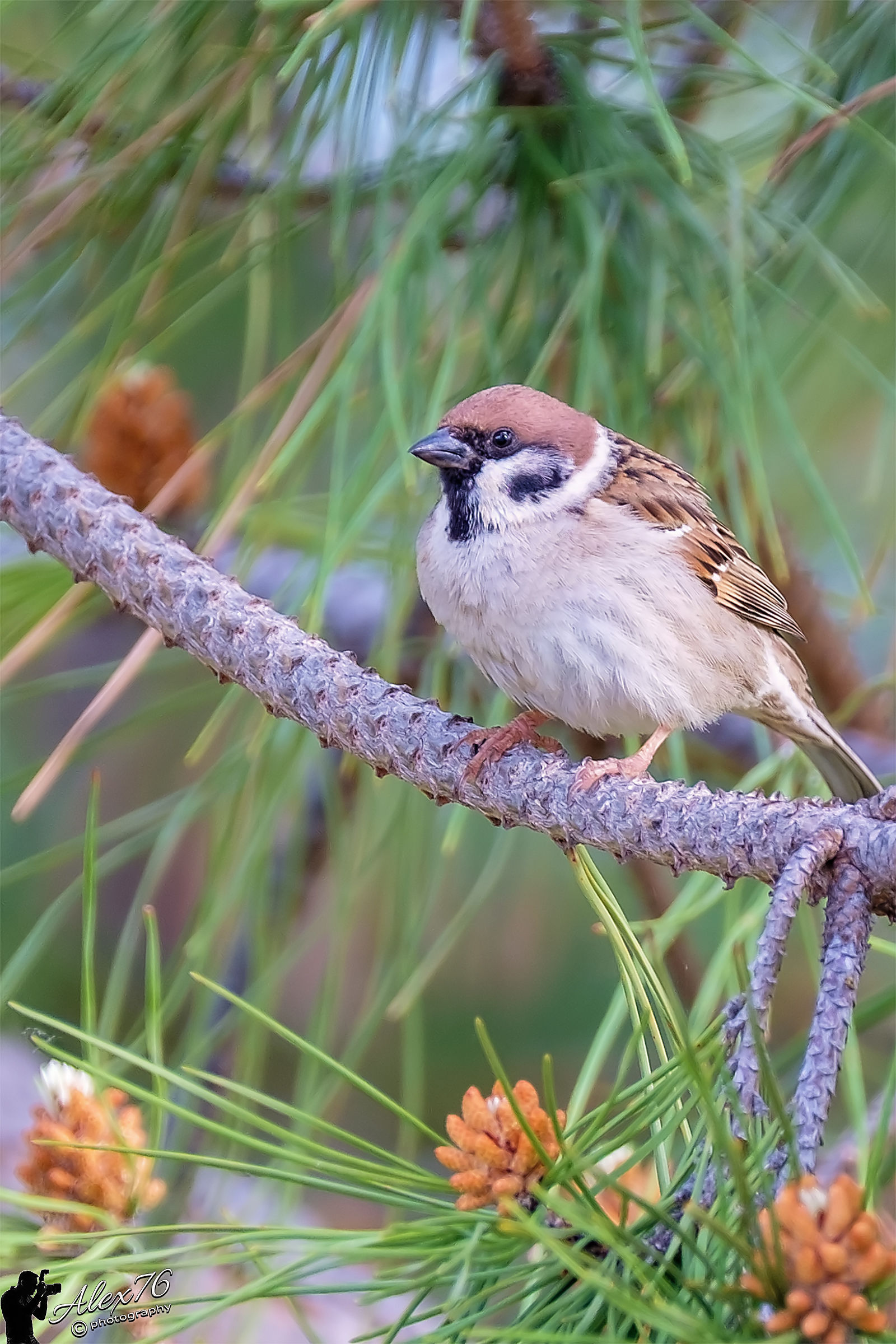 Prova del mio nuovo 100-400 Fuji