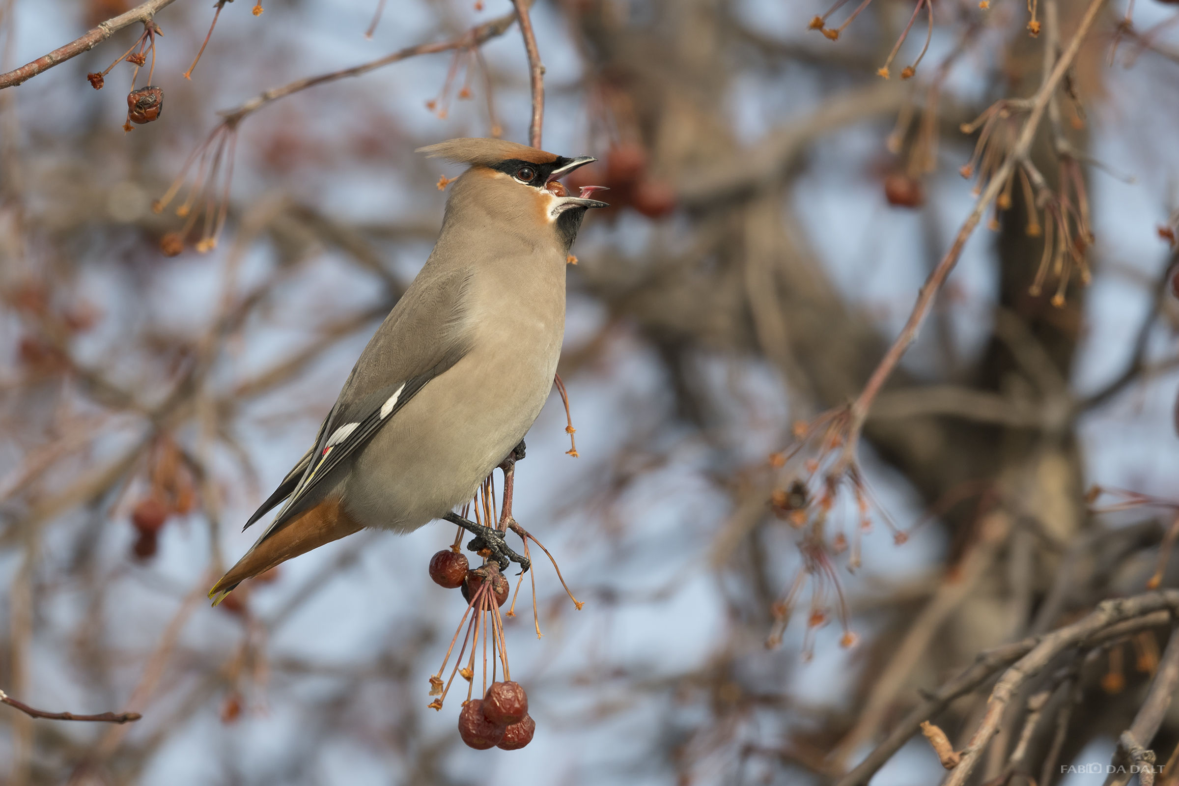 Bohemian Waxwing