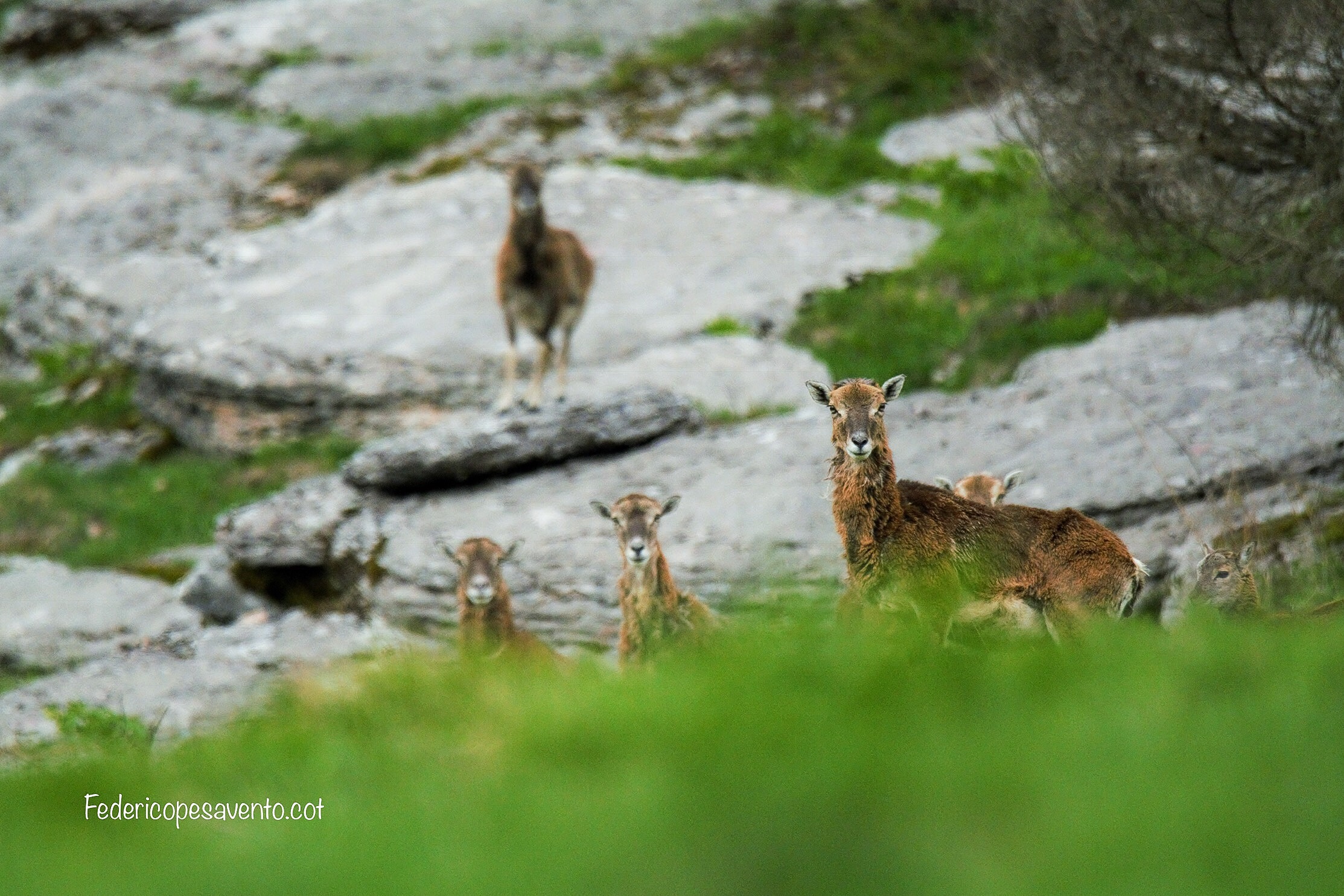 Female Mouflon