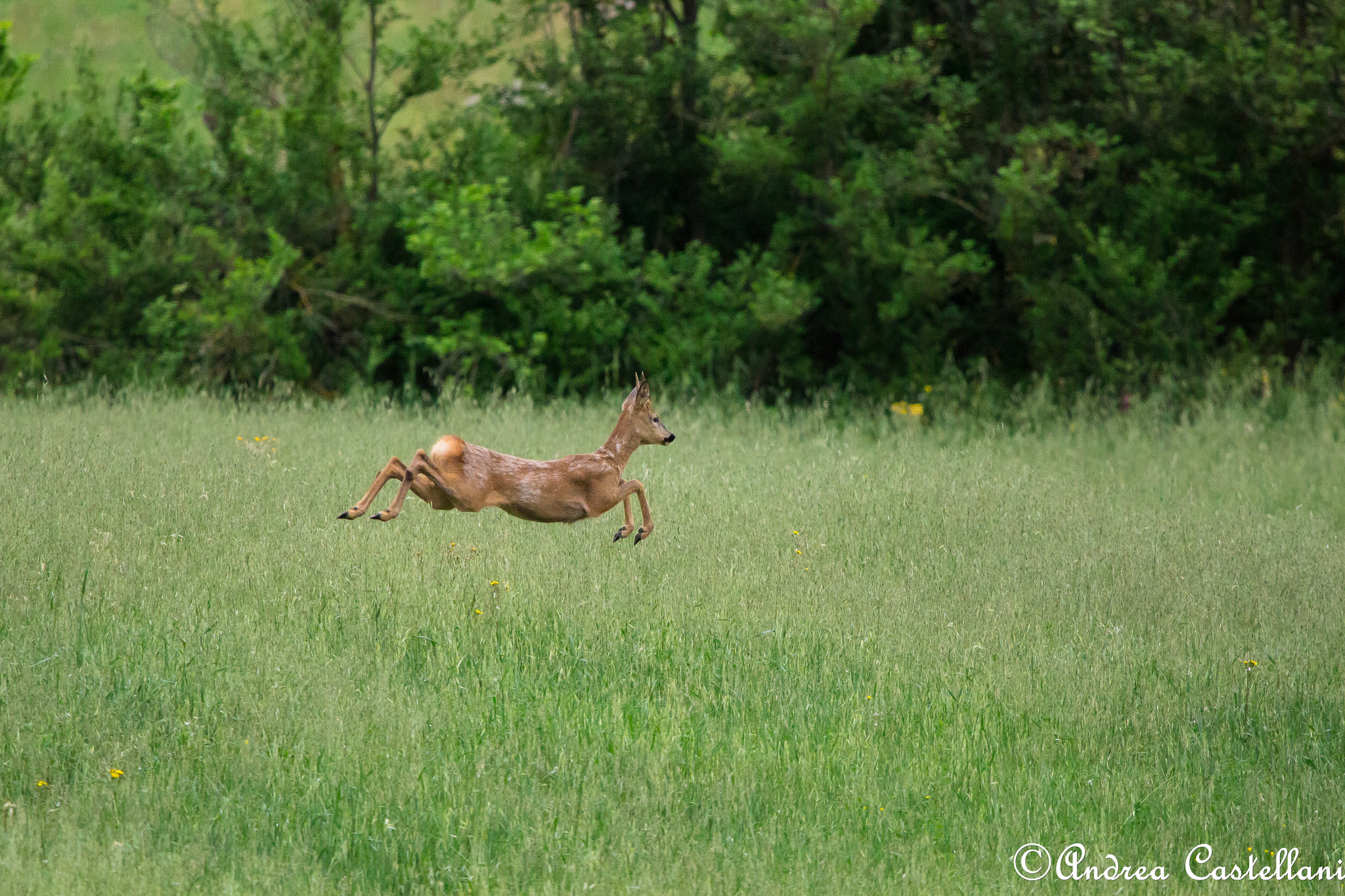 Long jump Championship