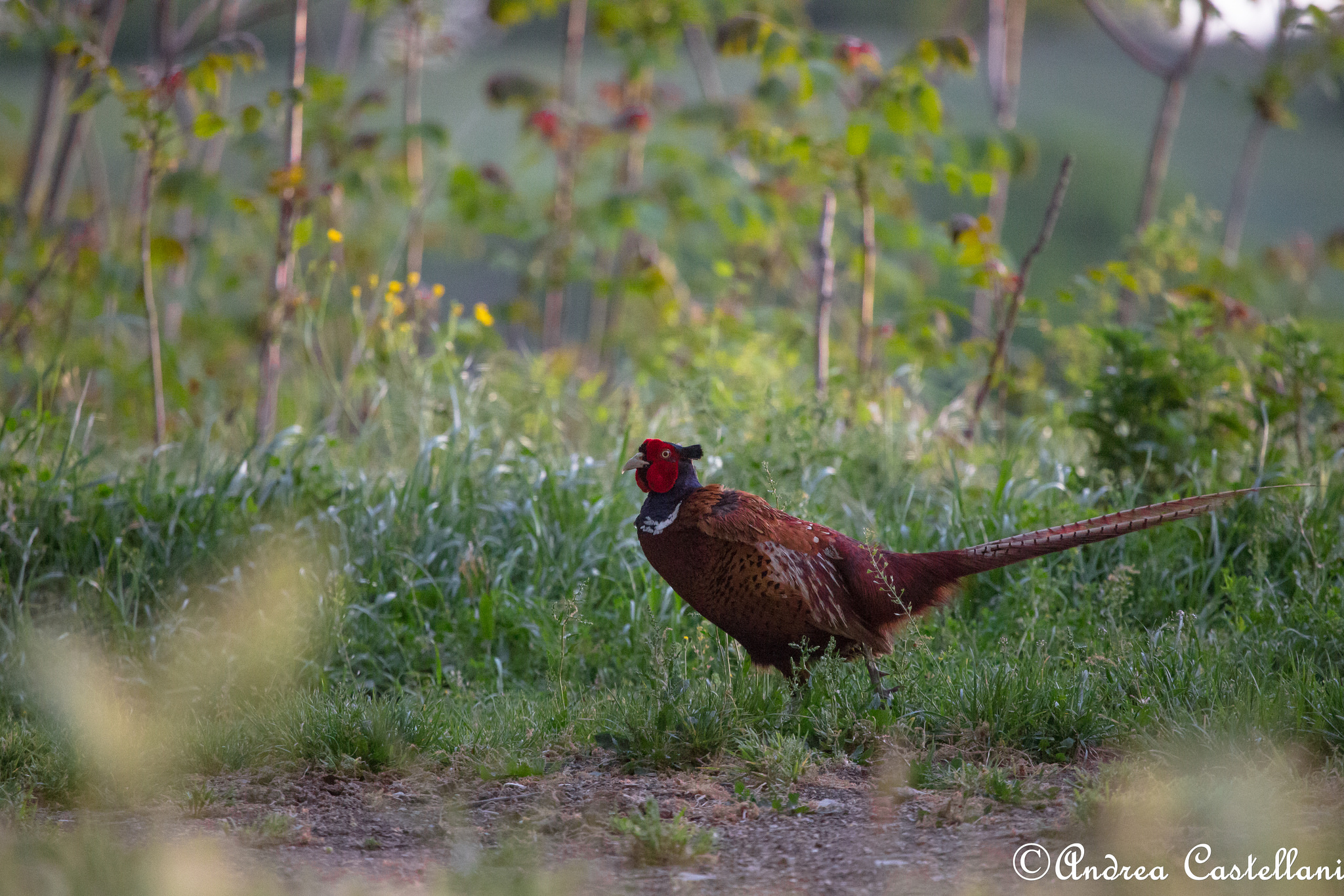 Pheasant (Phasianus colchicus)