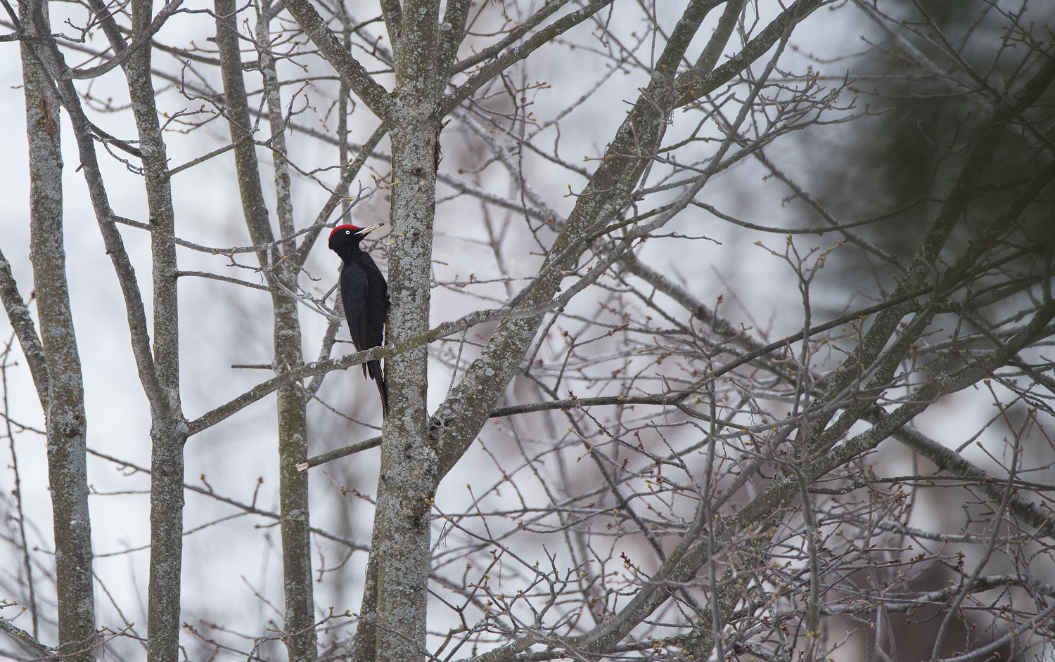 Woodpecker
