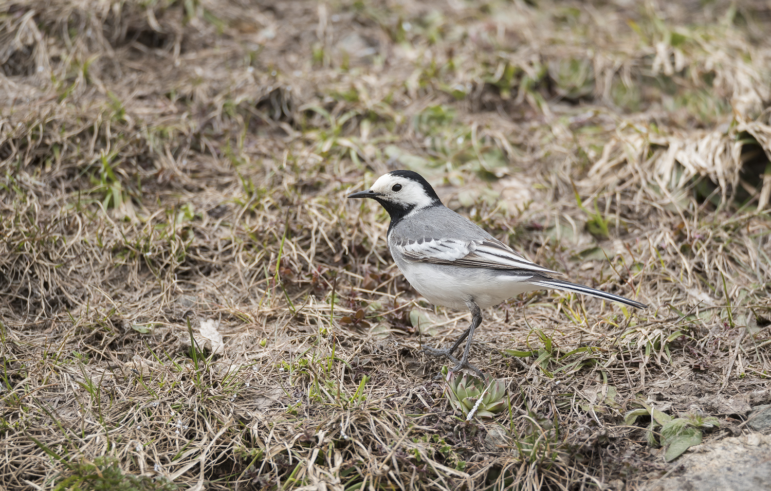 White Wagtail