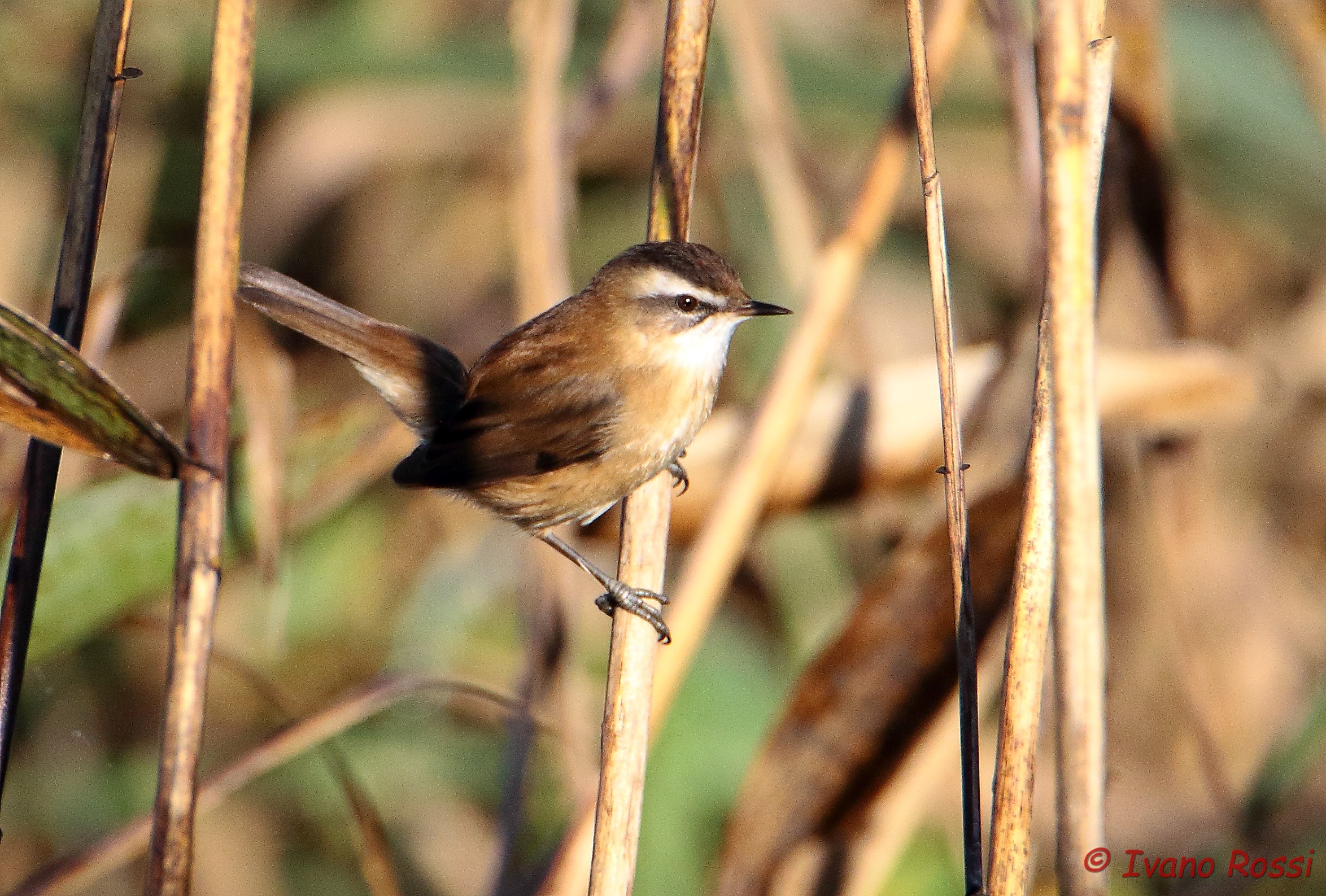Moustached Warbler