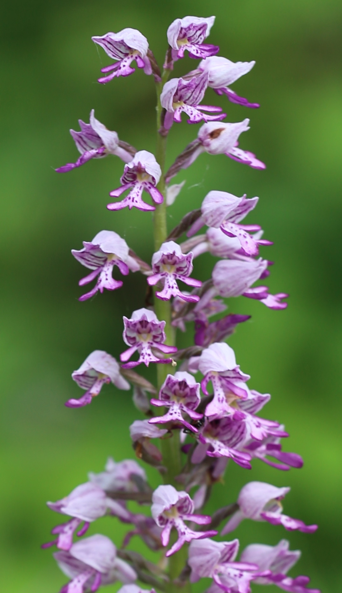 Orchis militaris (Bosia)