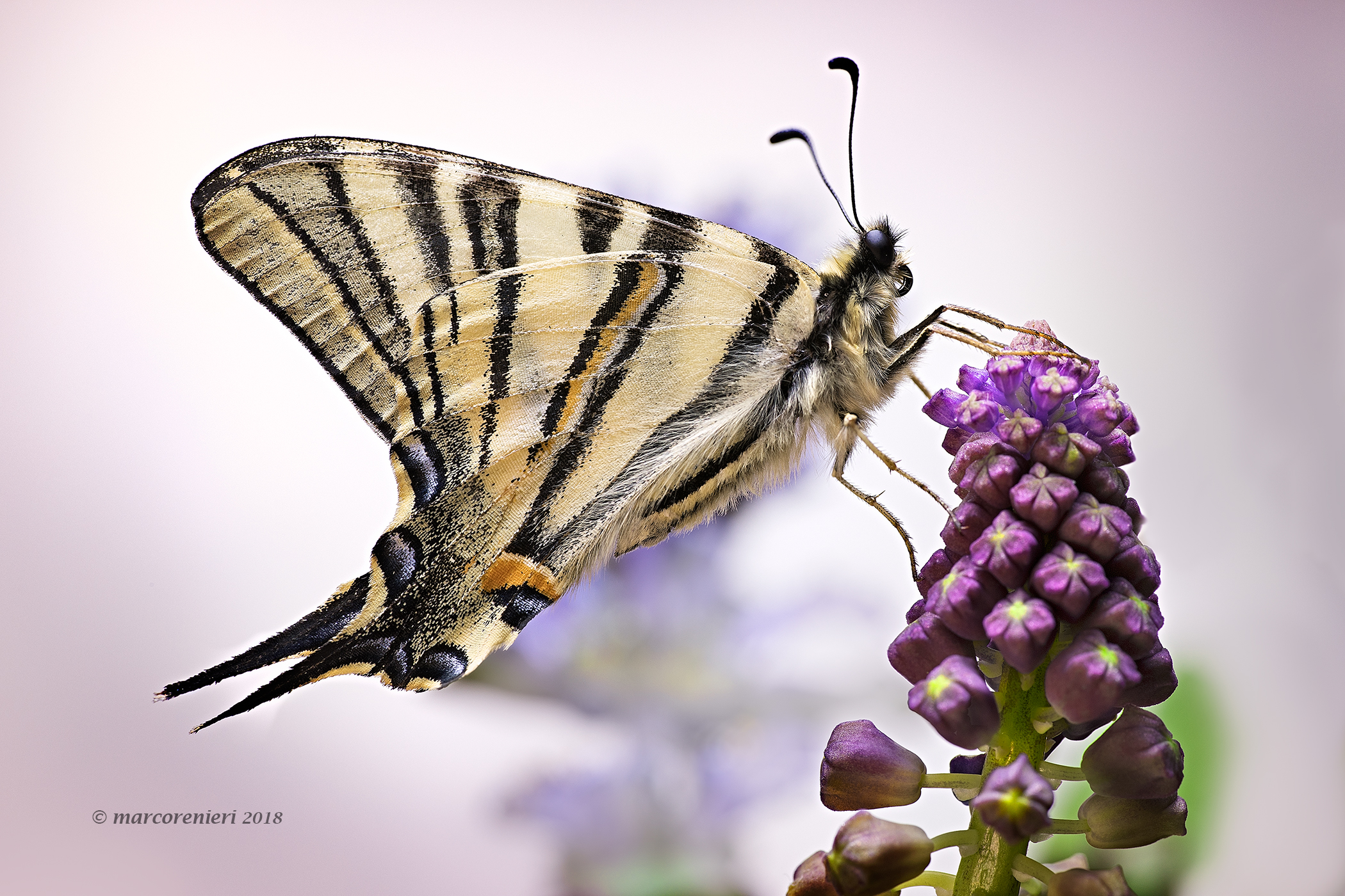 Iphiclides podalirius