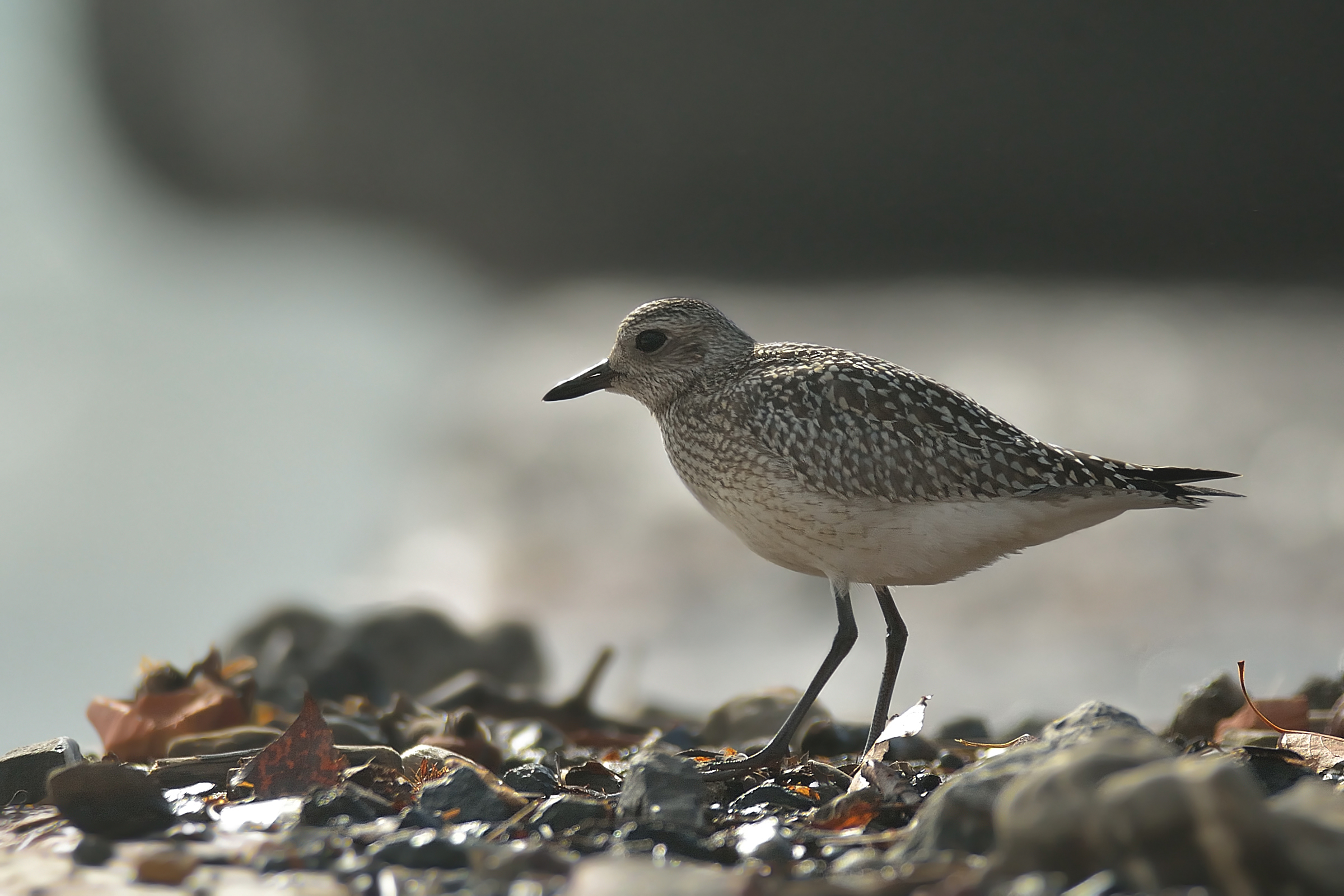 Grey Plover (controluce. ..)