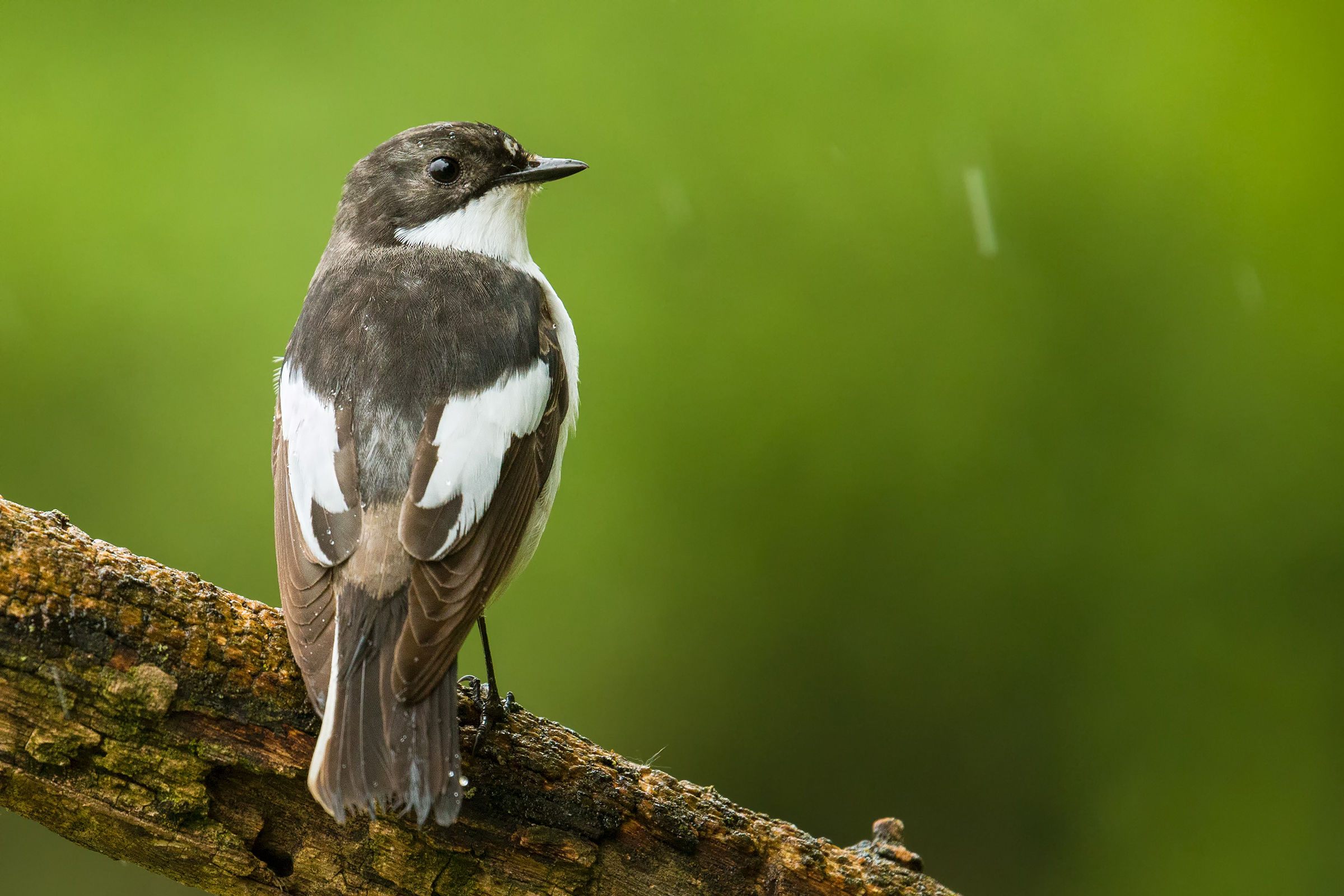 male pied Flycatcher