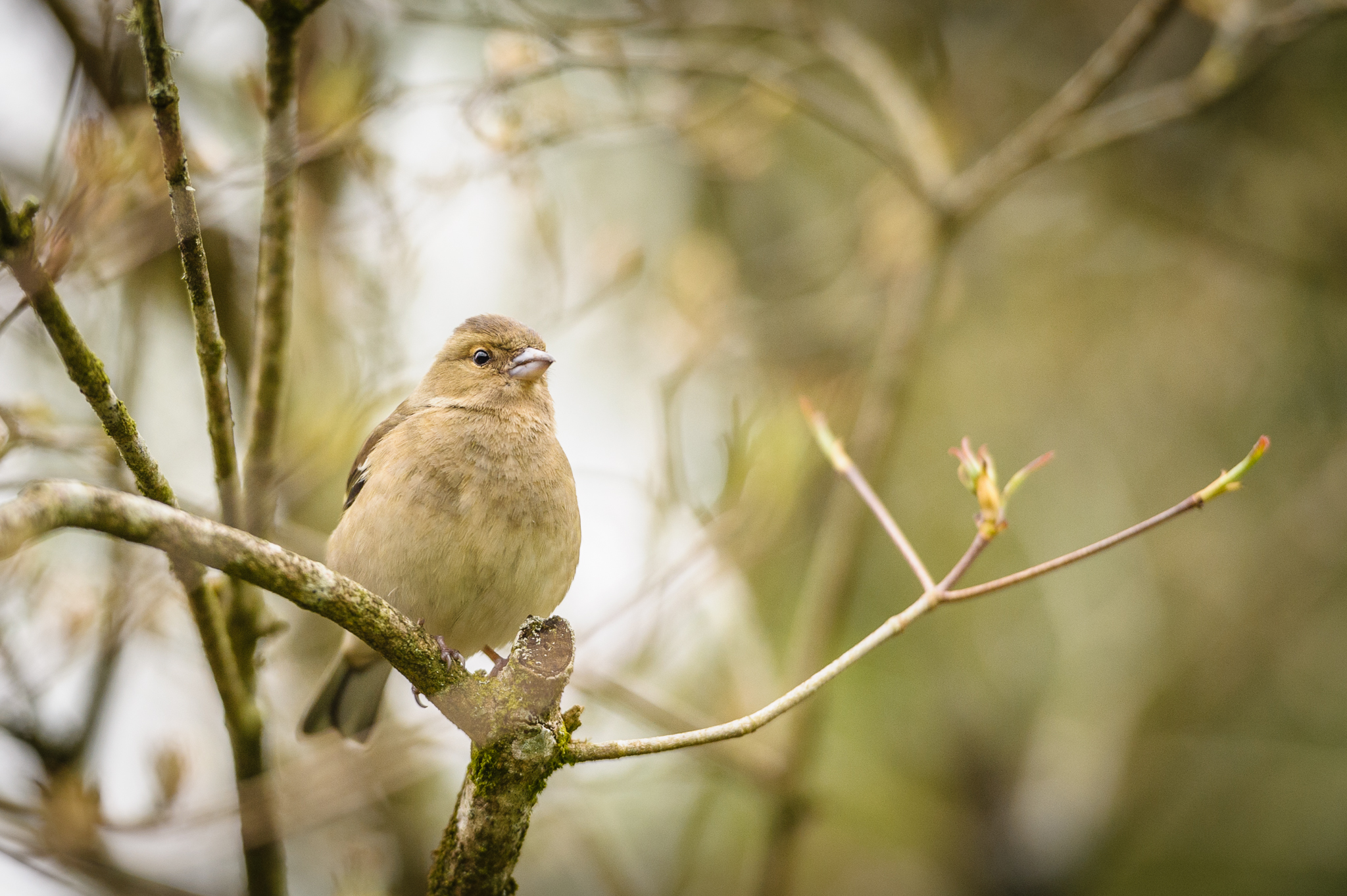 Dunnock