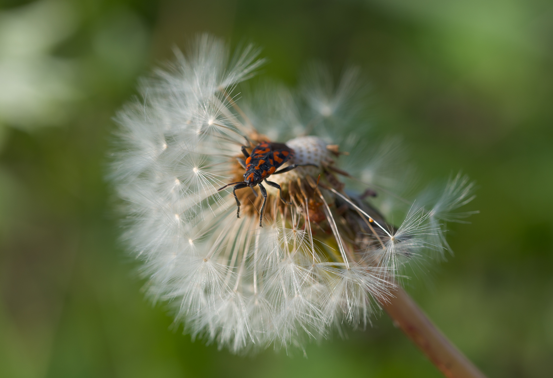 A spasso sul soffione