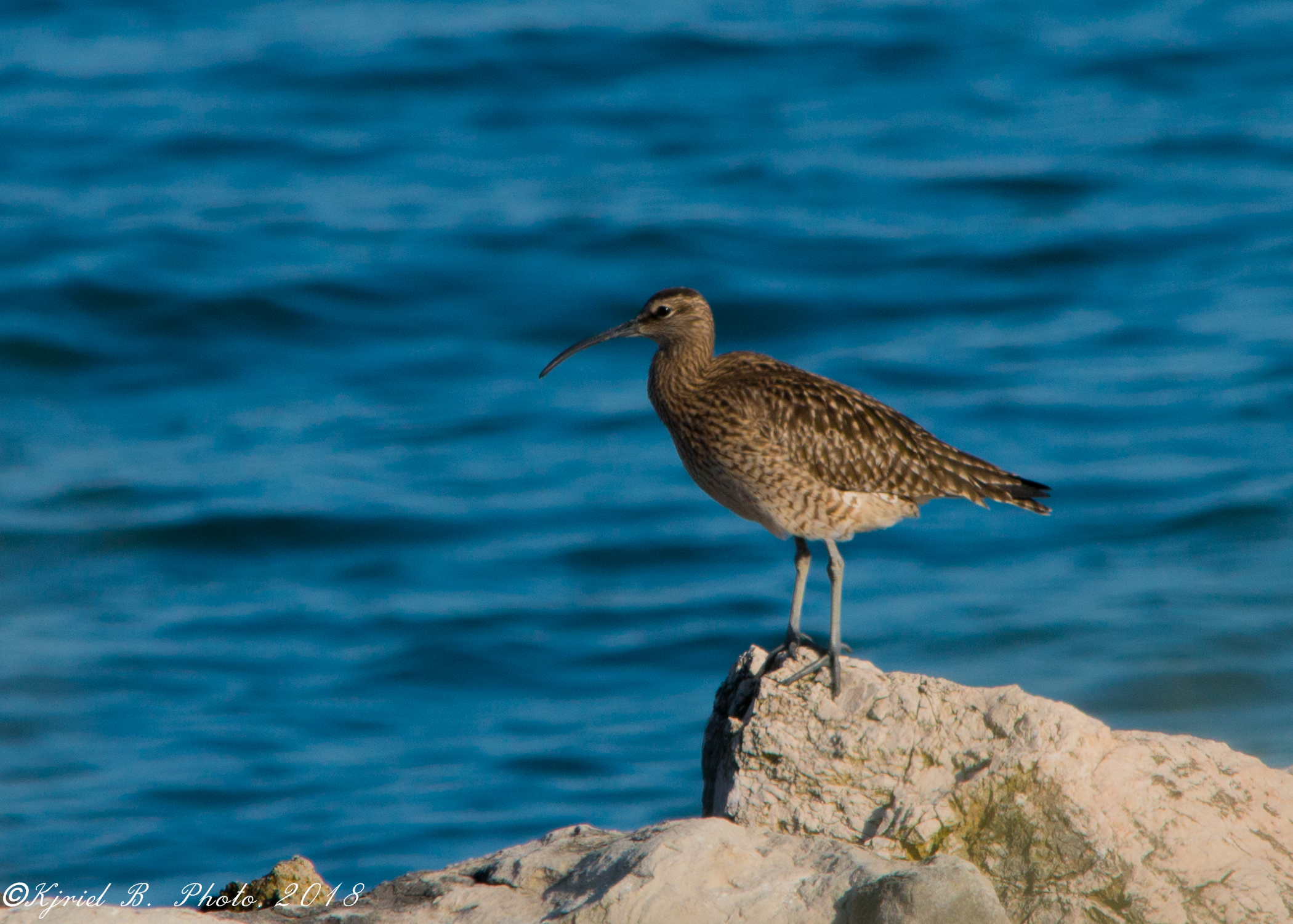 Curlew