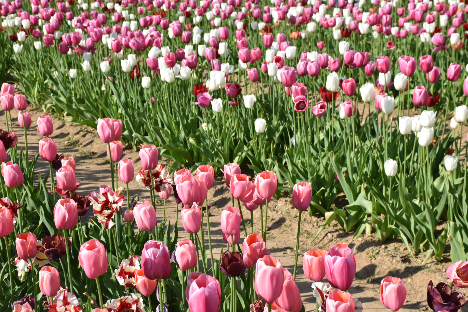 Tulips