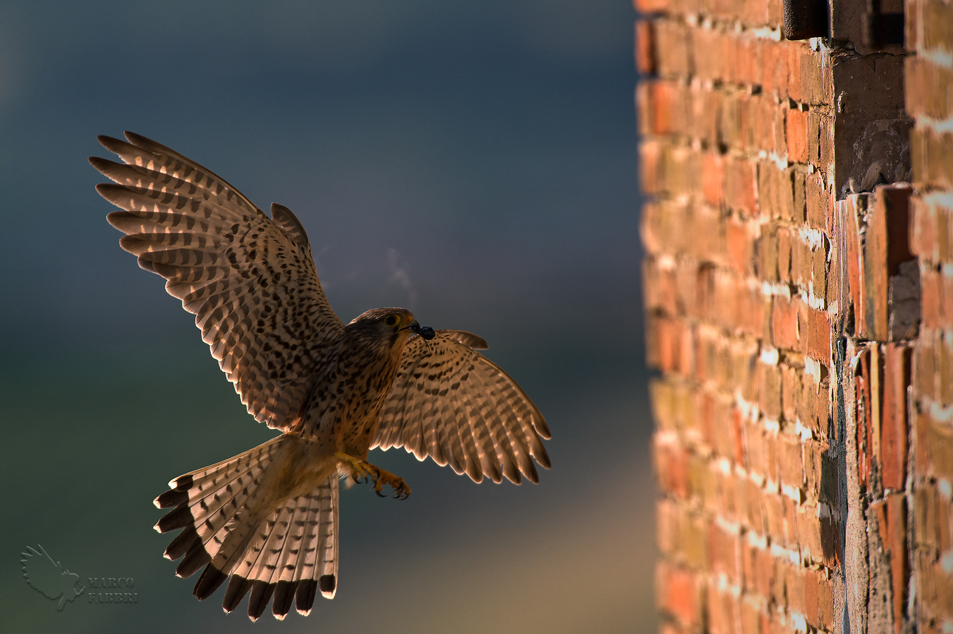 Arrivo in controluce