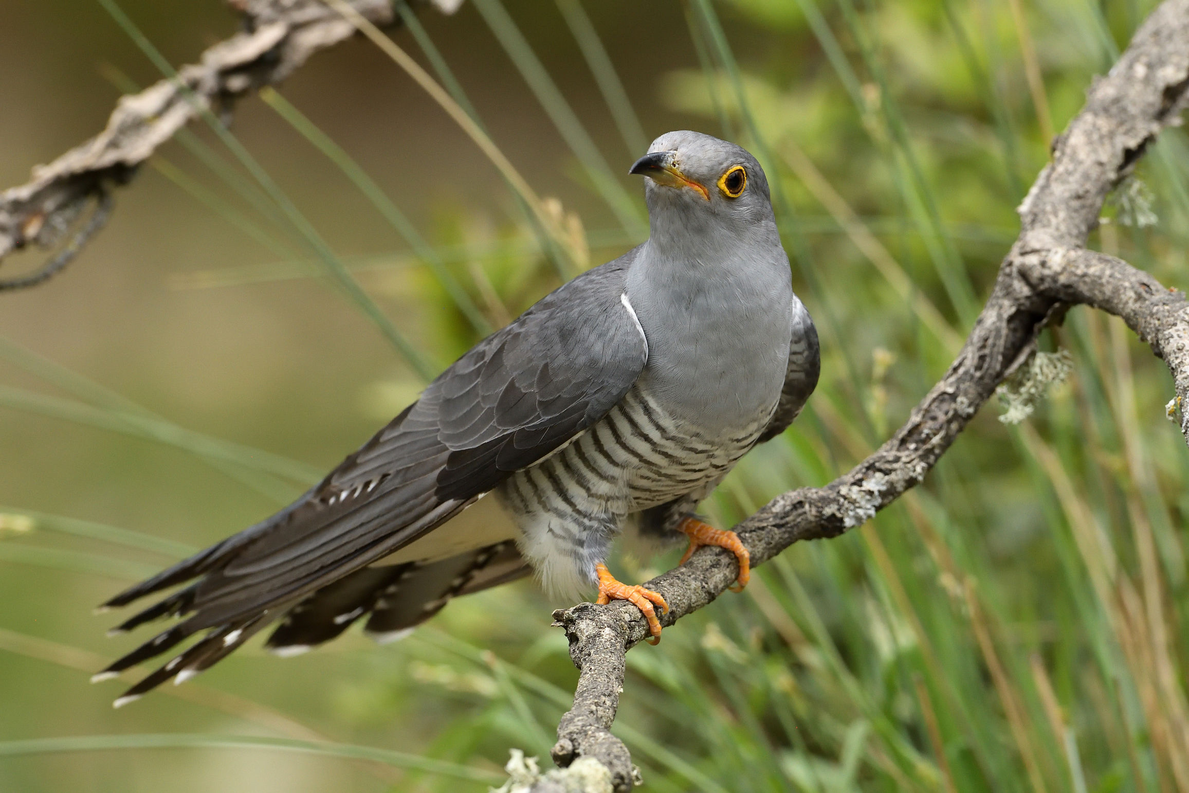 cuckoo