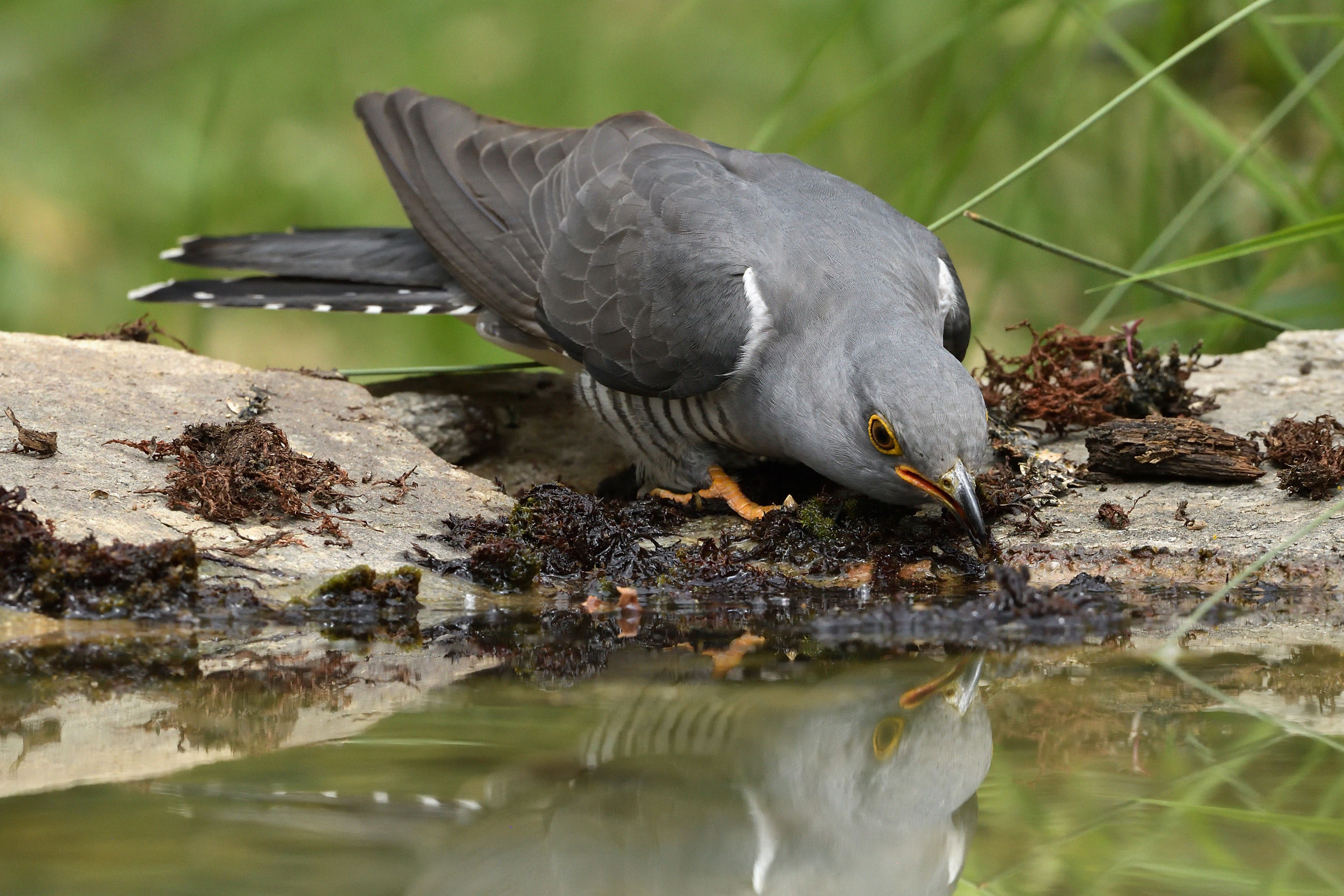 cuckoo at the watering hole